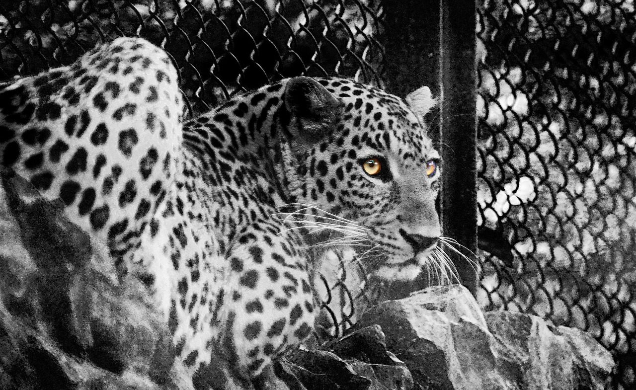 jungle cat leopard hunter free photo