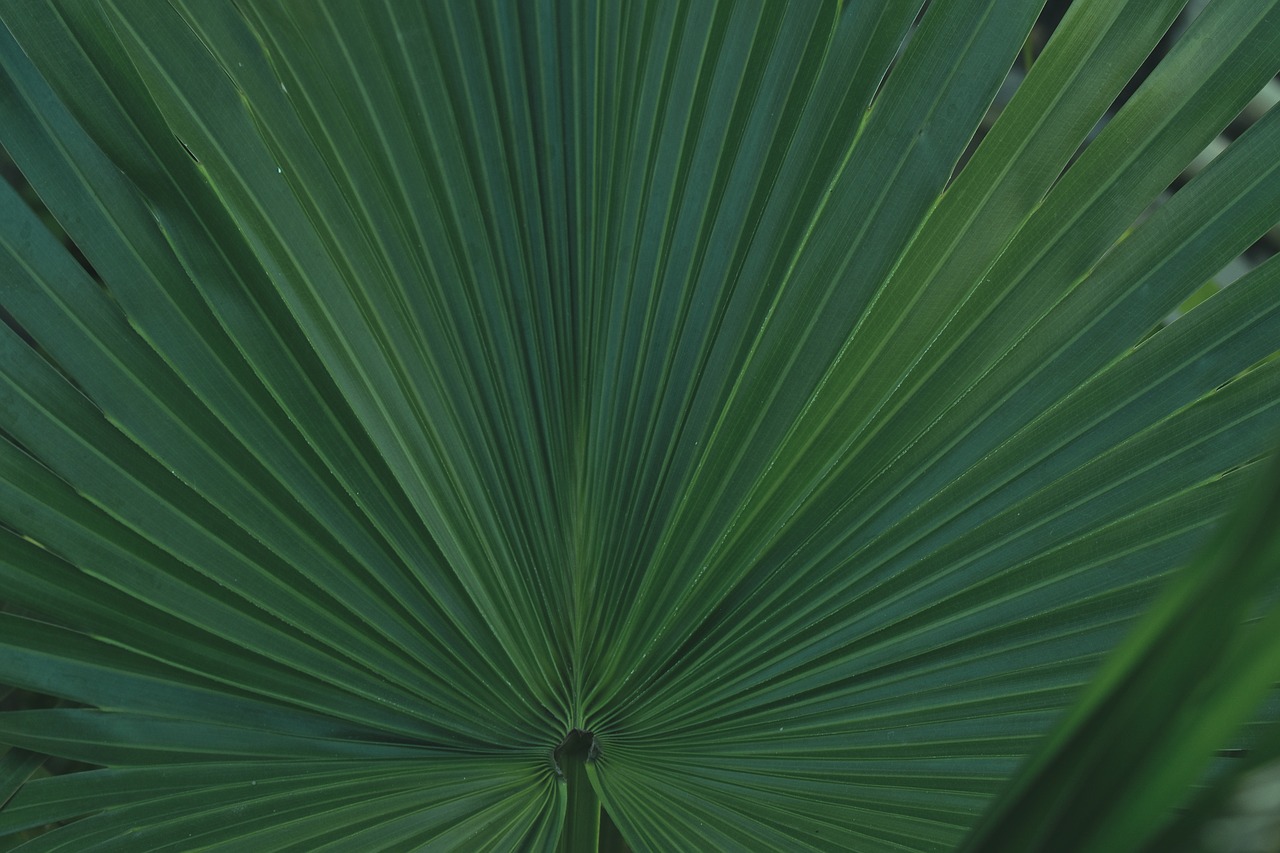 jungle drum leaf areca palm leaf free photo