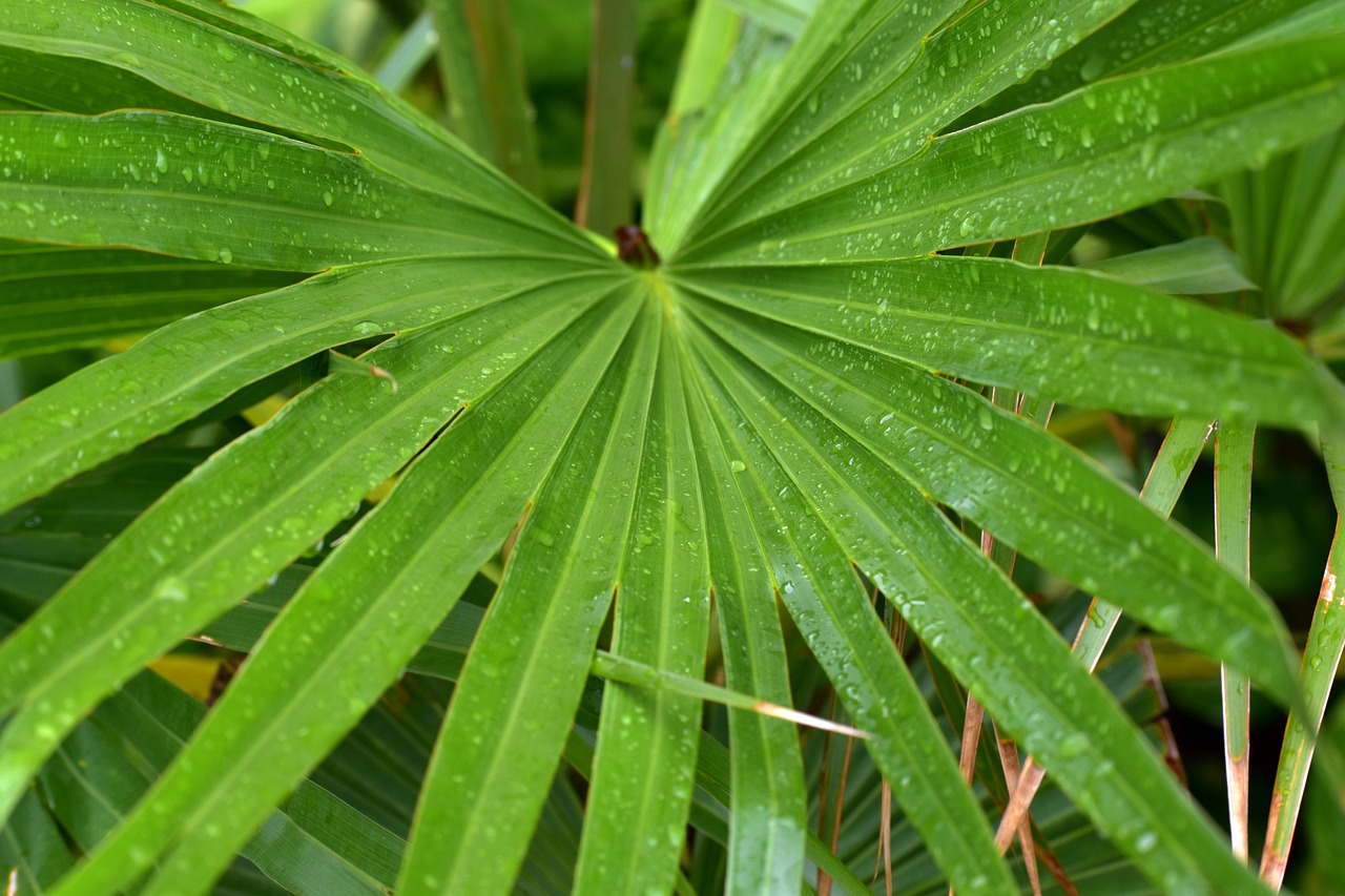 jungle drum leaves radial rain drops free photo