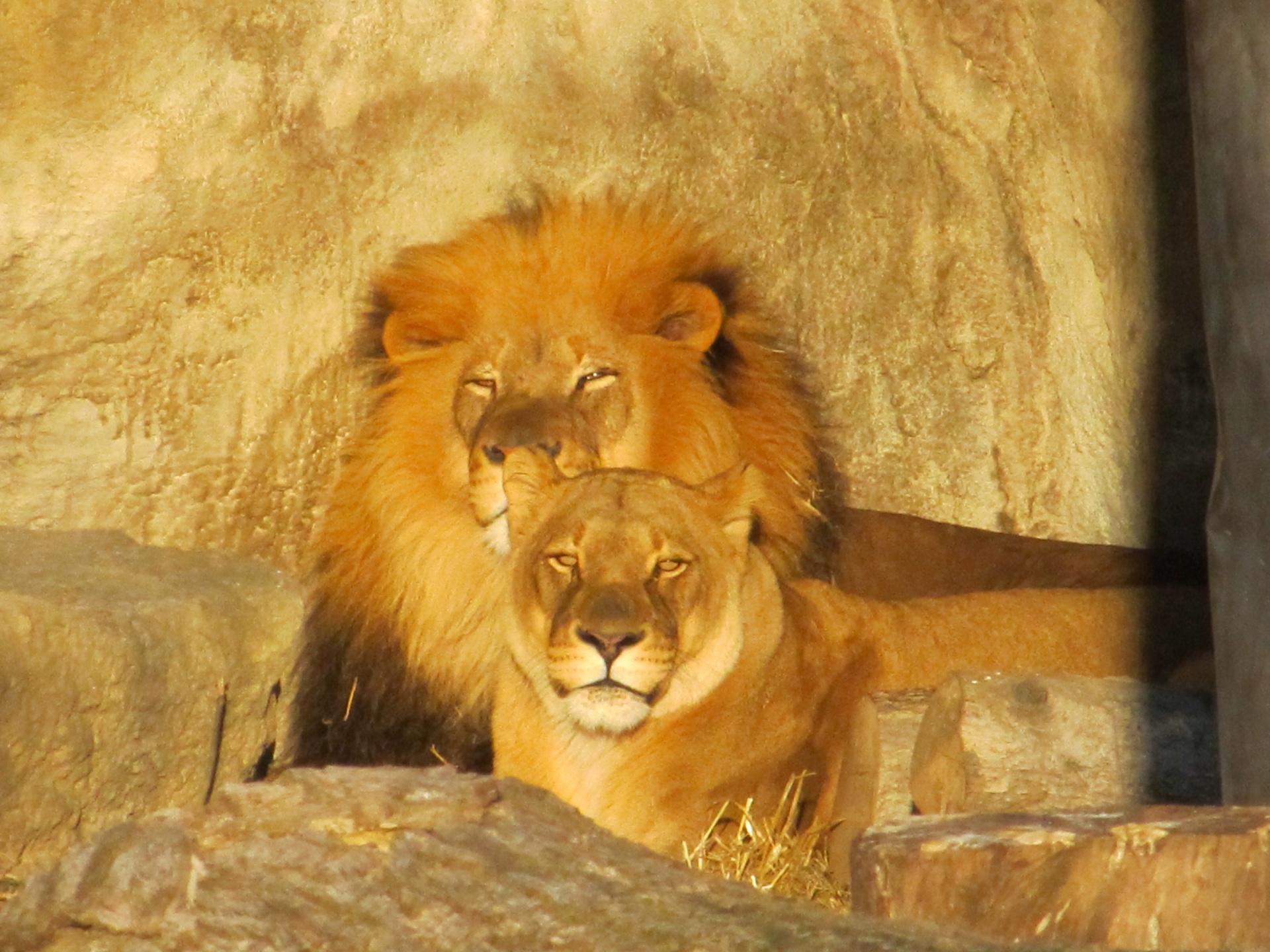 lion lioness king jungle free photo