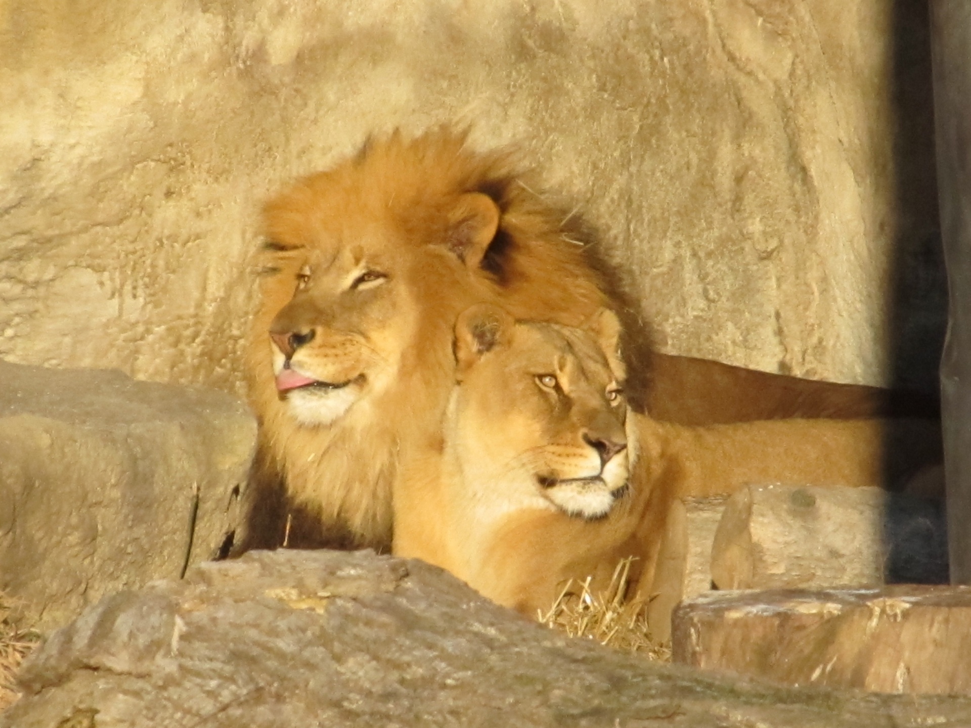 lion lioness predators free photo