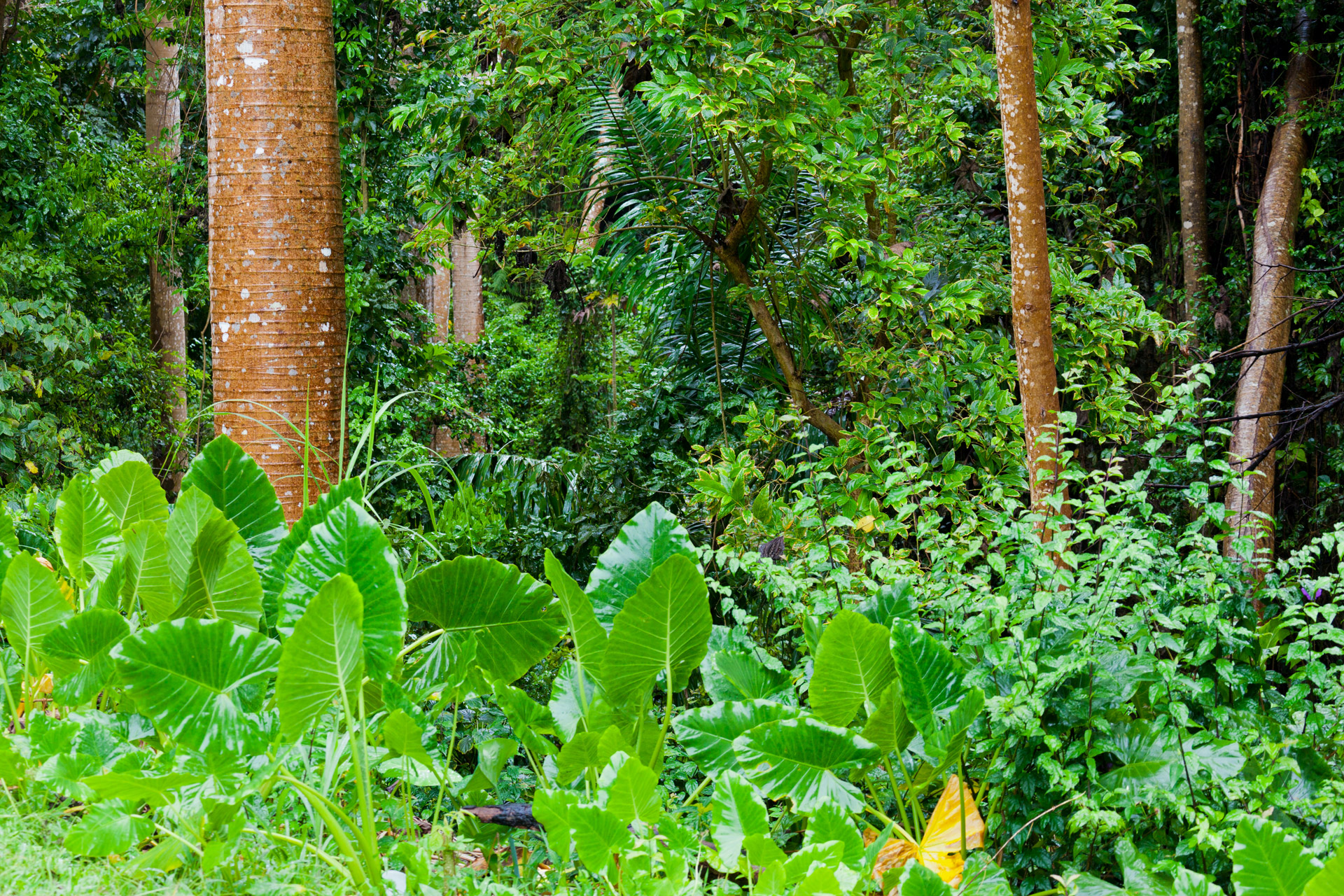 jungle vegetation tropical free photo
