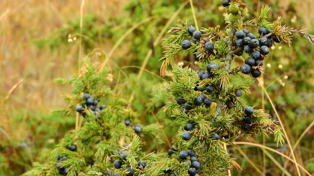 juniper detail spices free photo