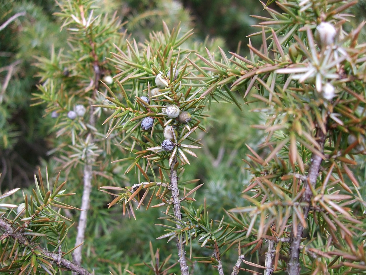 juniper green pointed free photo