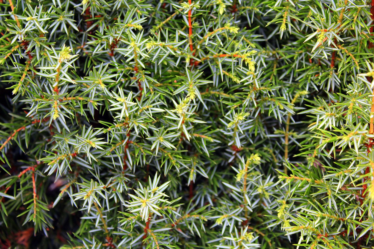 juniper bush pine free photo