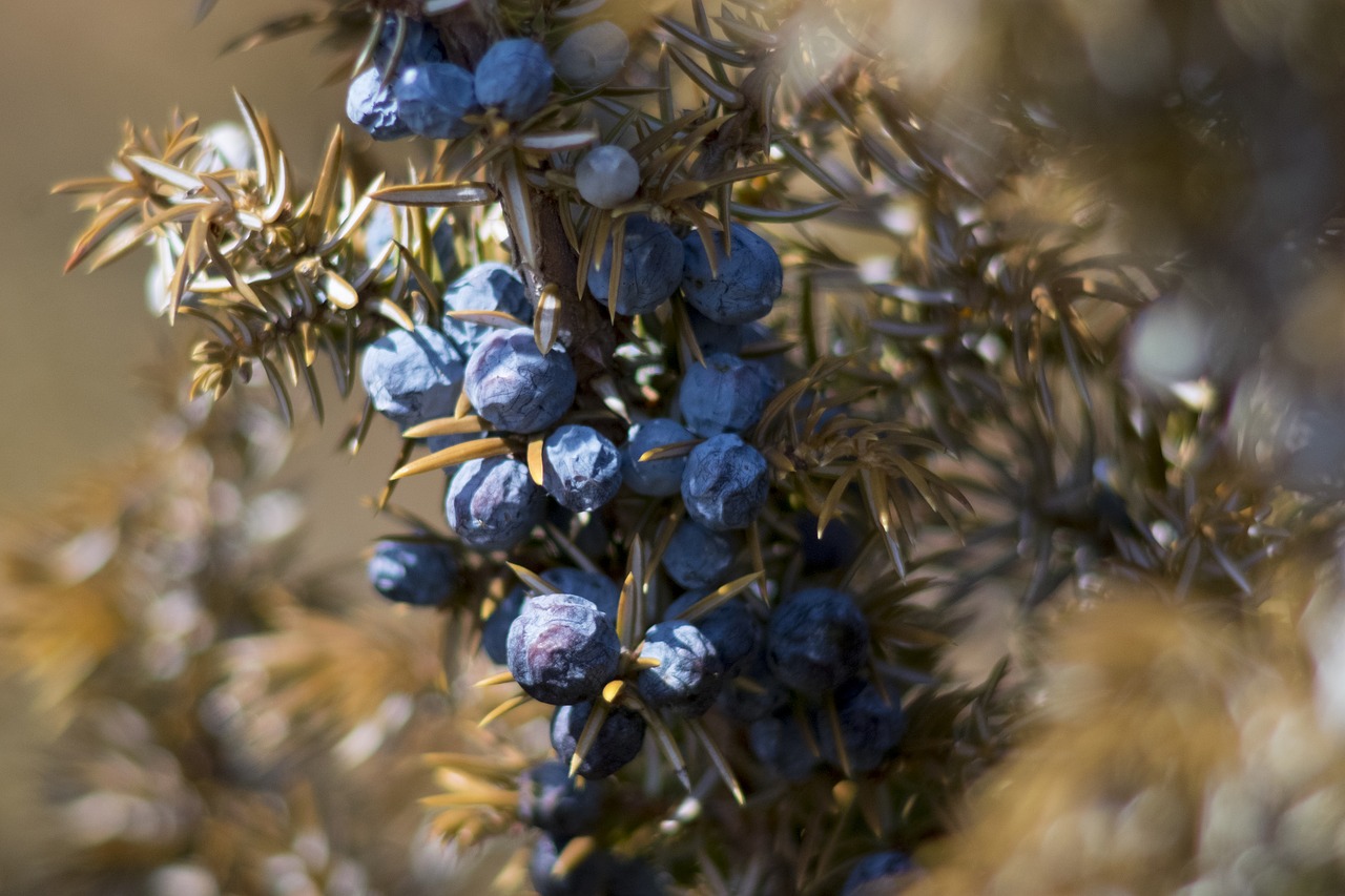 juniper berries macro free photo