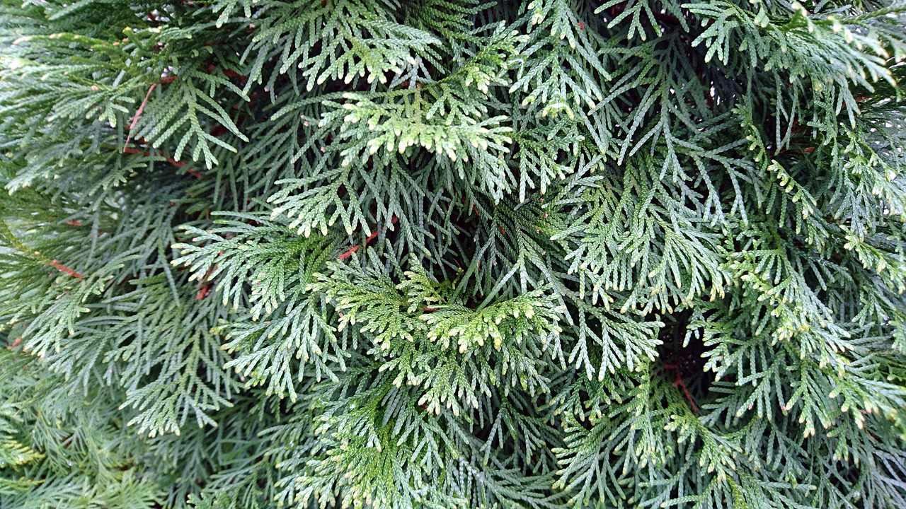 juniper  plant  tree free photo