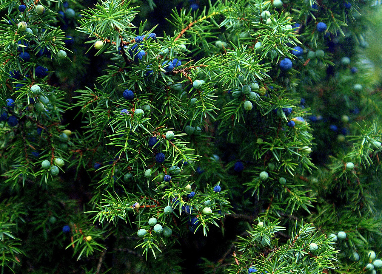 juniper plant bush free photo