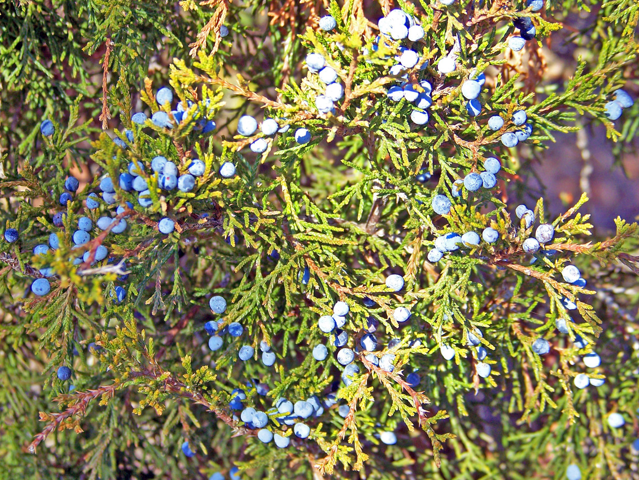 juniper berries blue free photo