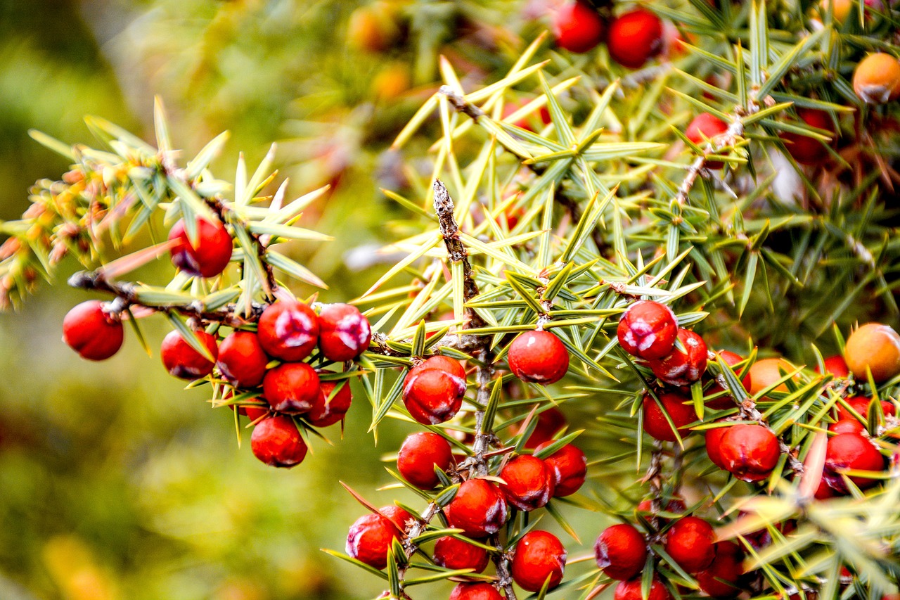 juniper thorn juniper seeds forest free photo