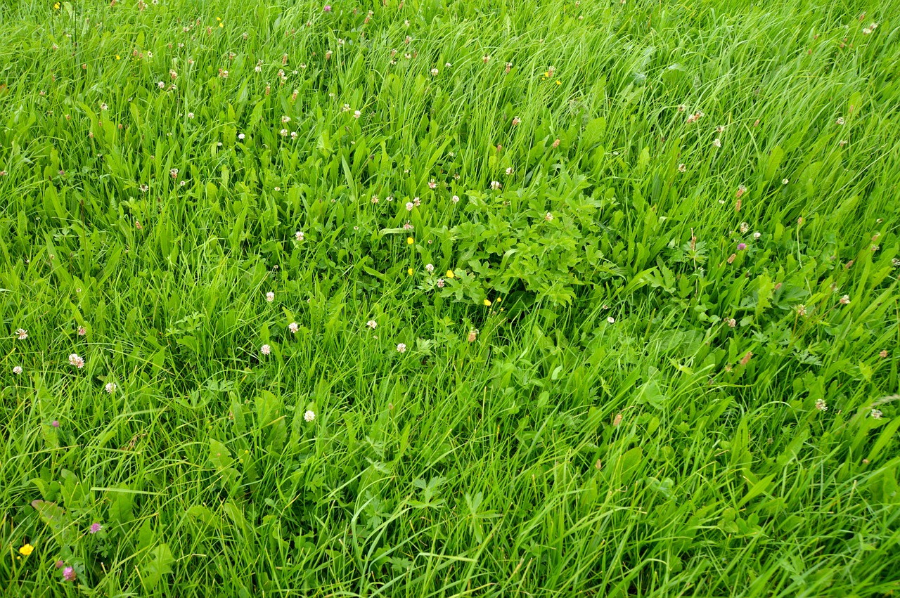 just a meadow wildflowers flower meadow free photo