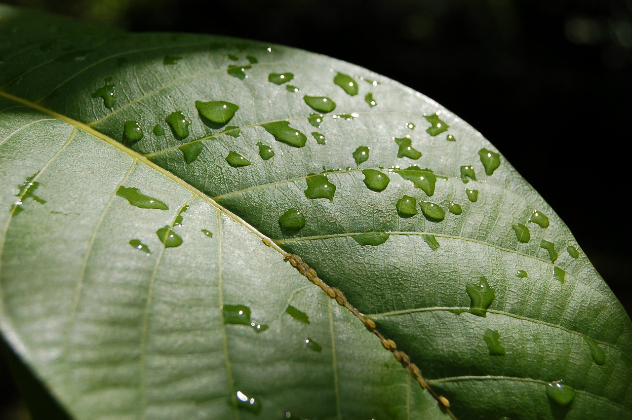 just add water rain foliage free photo