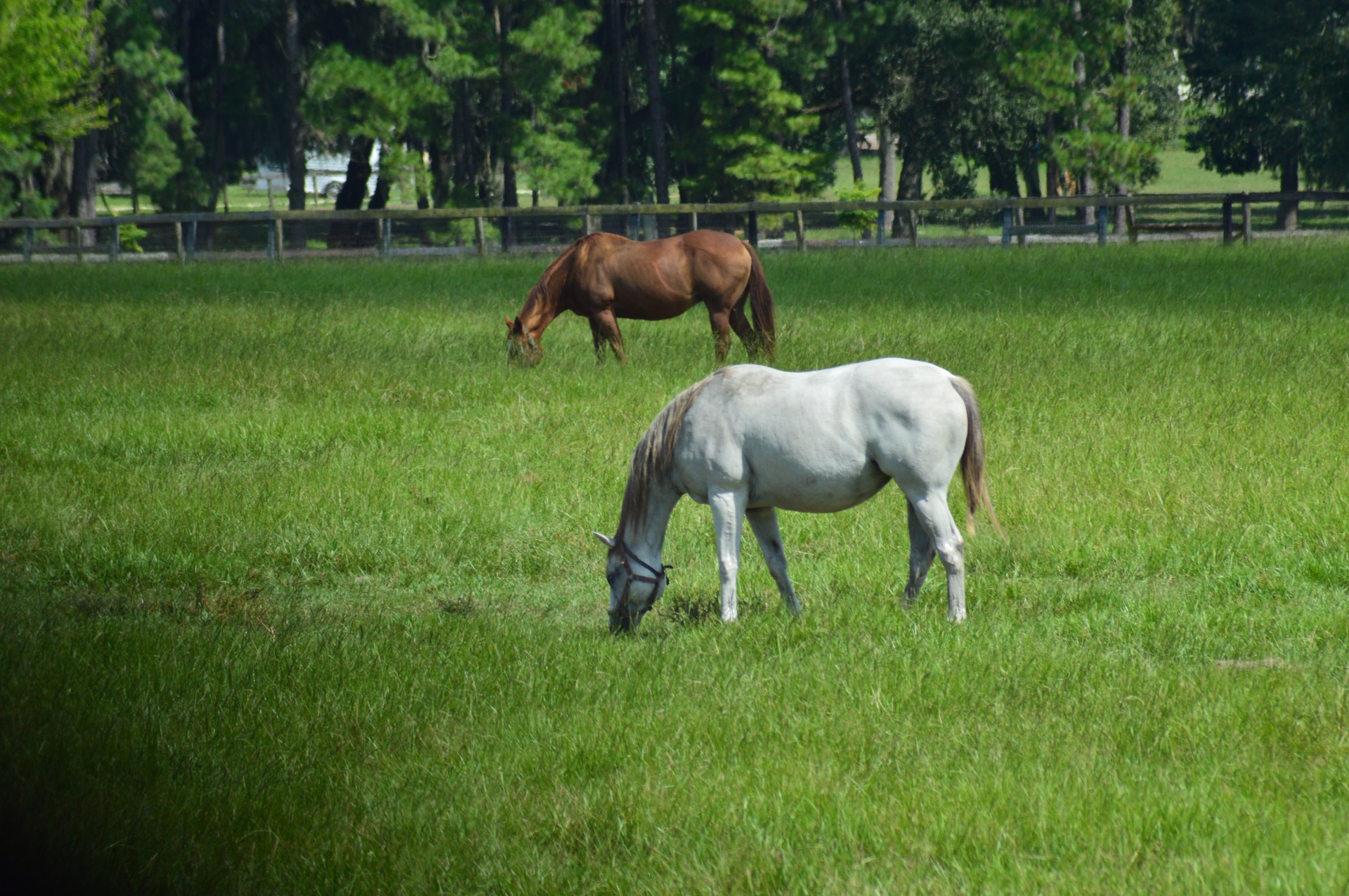 horse horses equine free photo