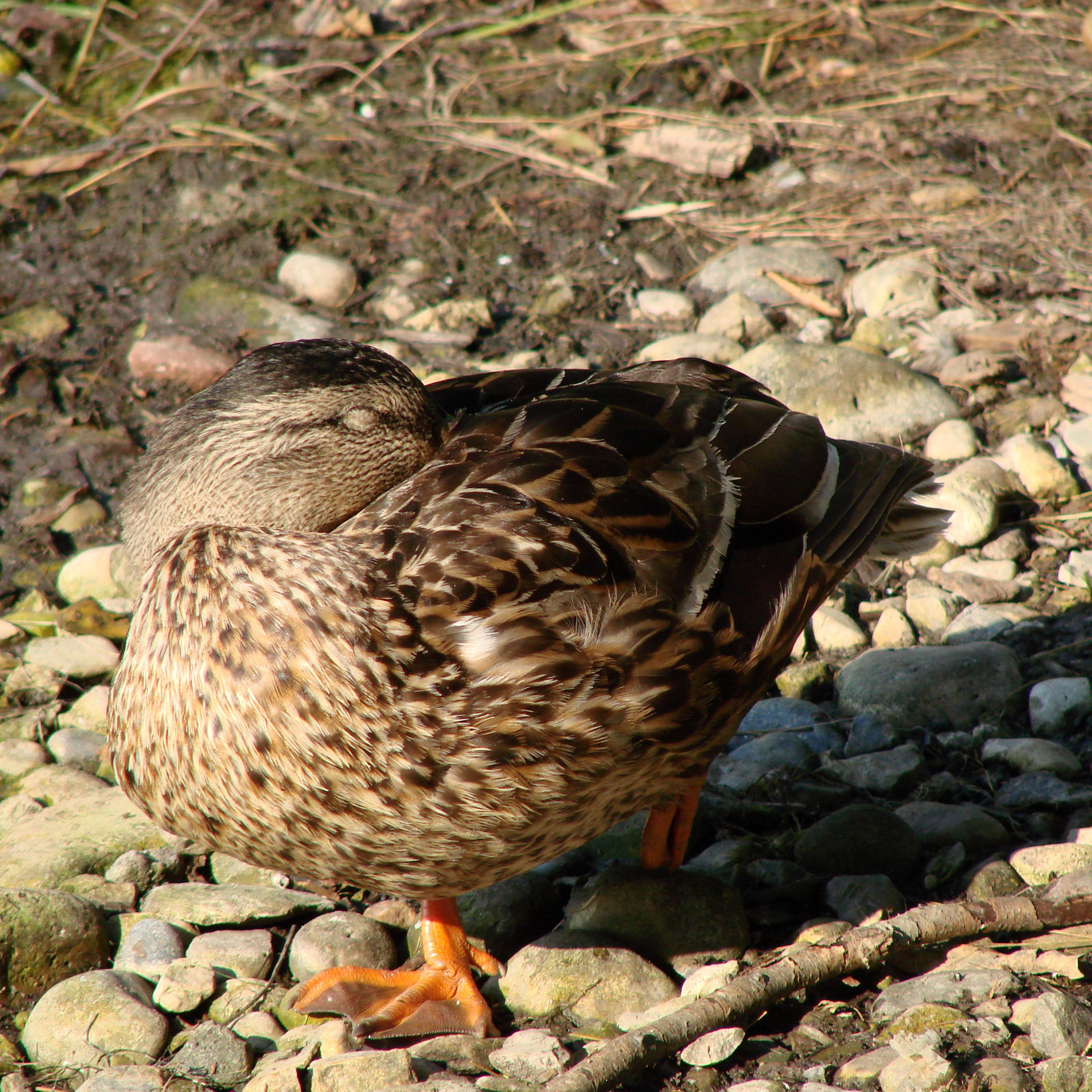 duck female resting free photo