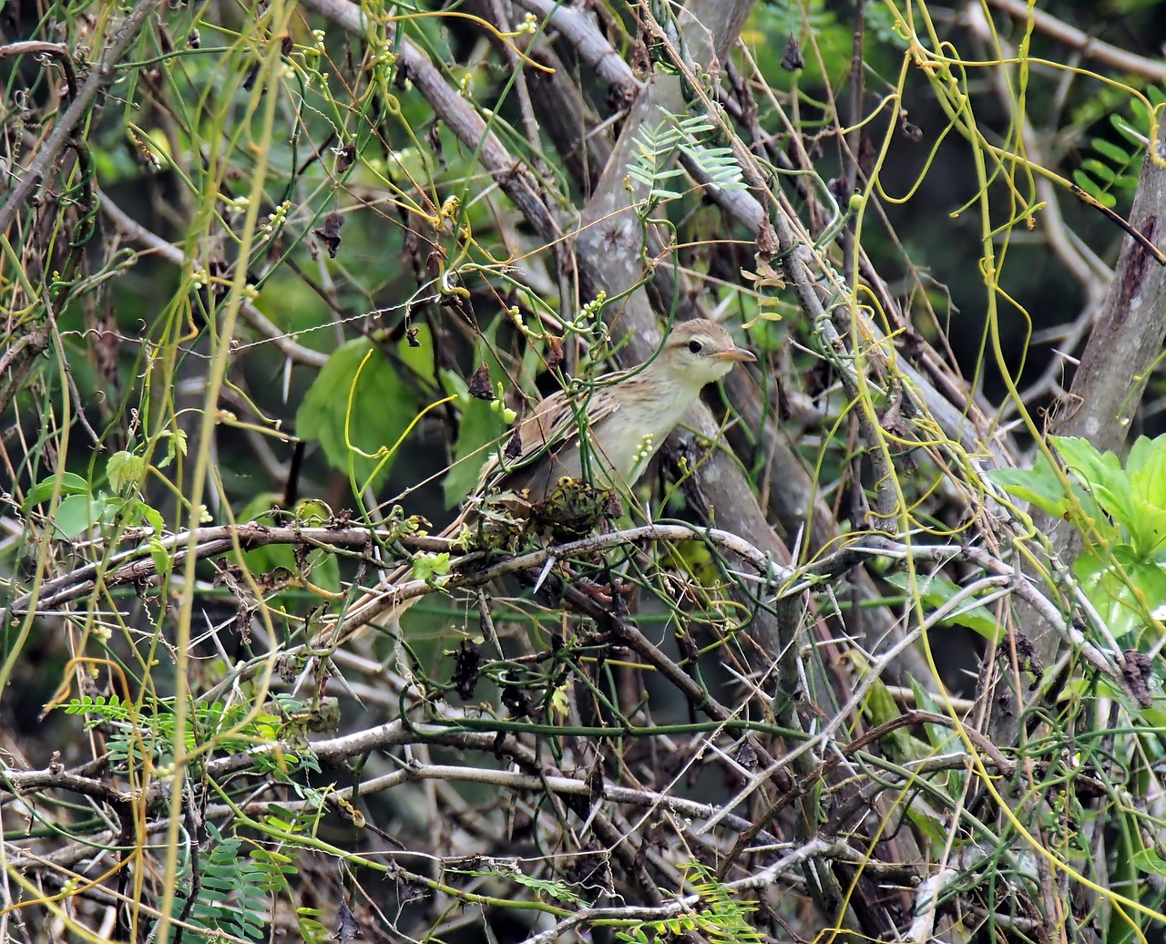 juvenile  bird  nature free photo