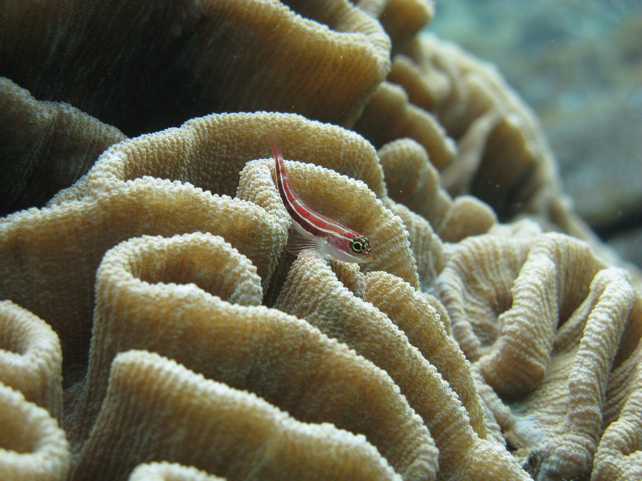 juvenile goby fish brain coral scuba free photo