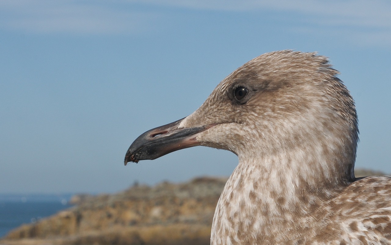 juvenile gull bird animal free photo