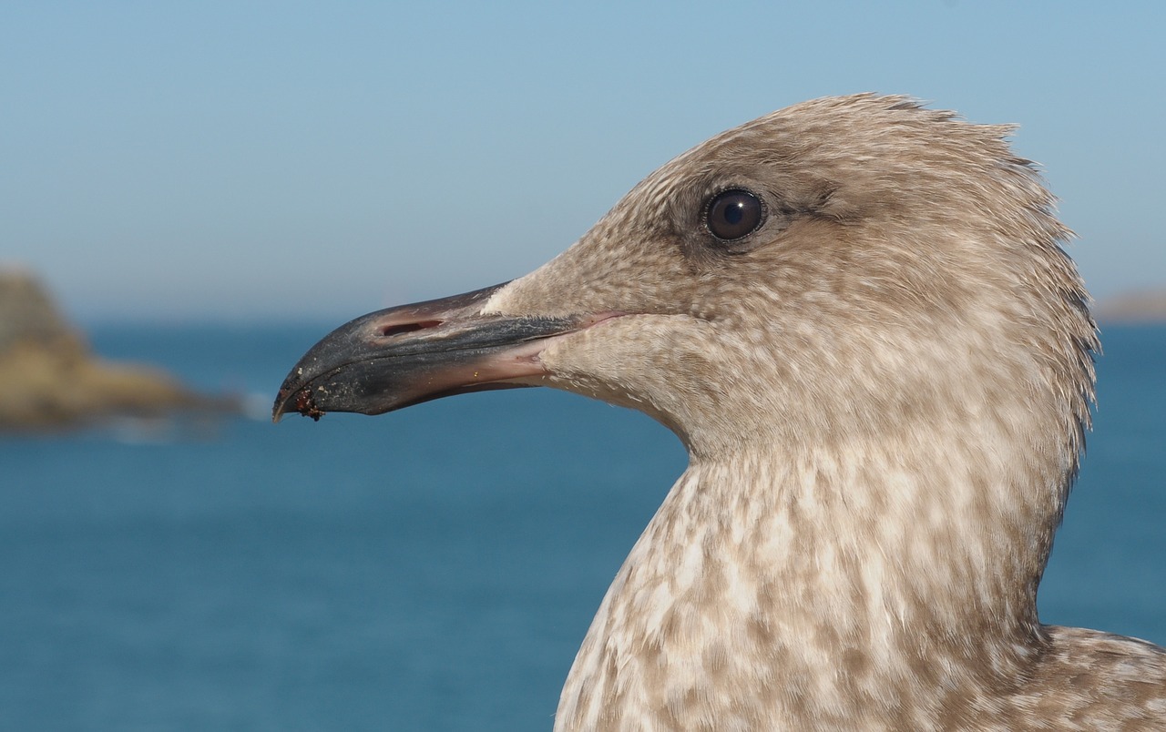 juvenile gull bird animal free photo