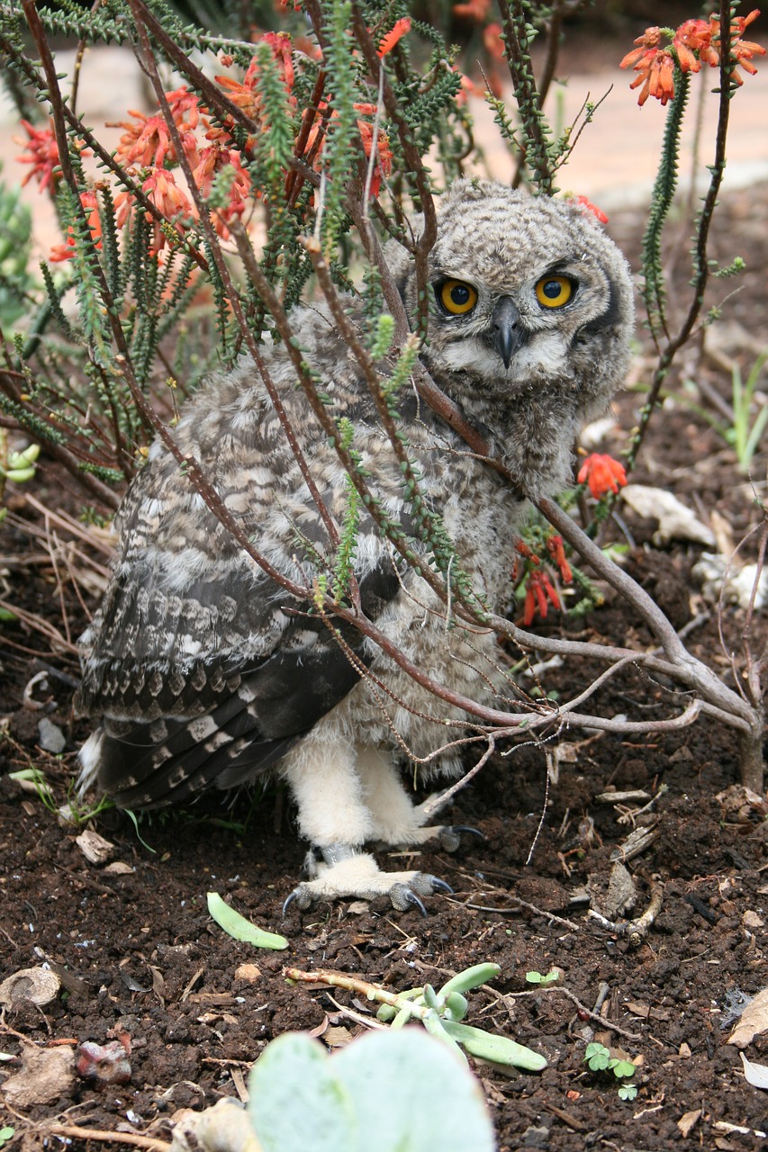 juvenile owl kirstenbosch botanical gardens free photo