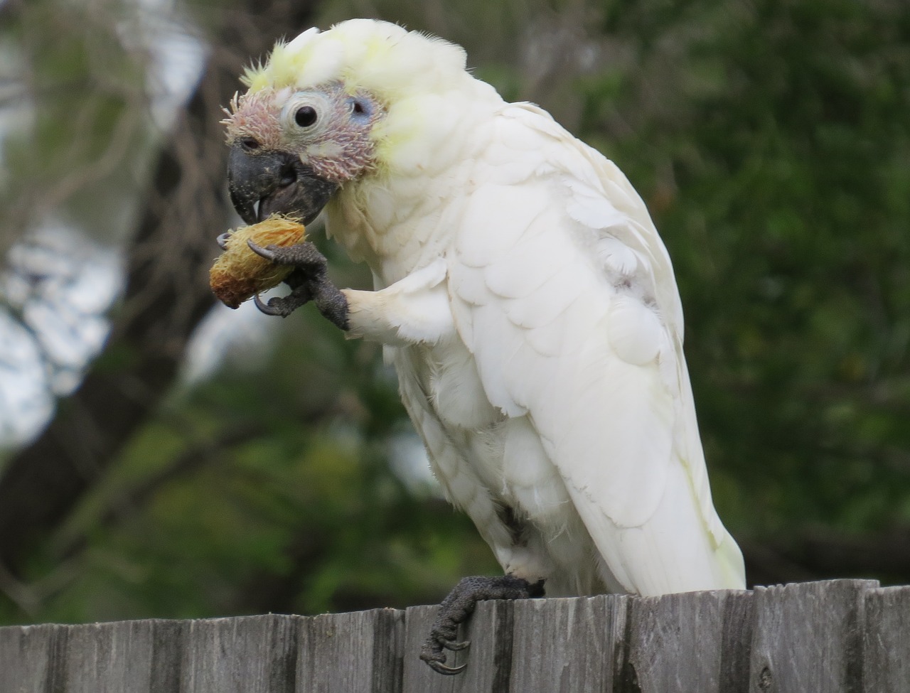 juvenile sulphur-crested cockatoos cacatua galerita fauna free photo