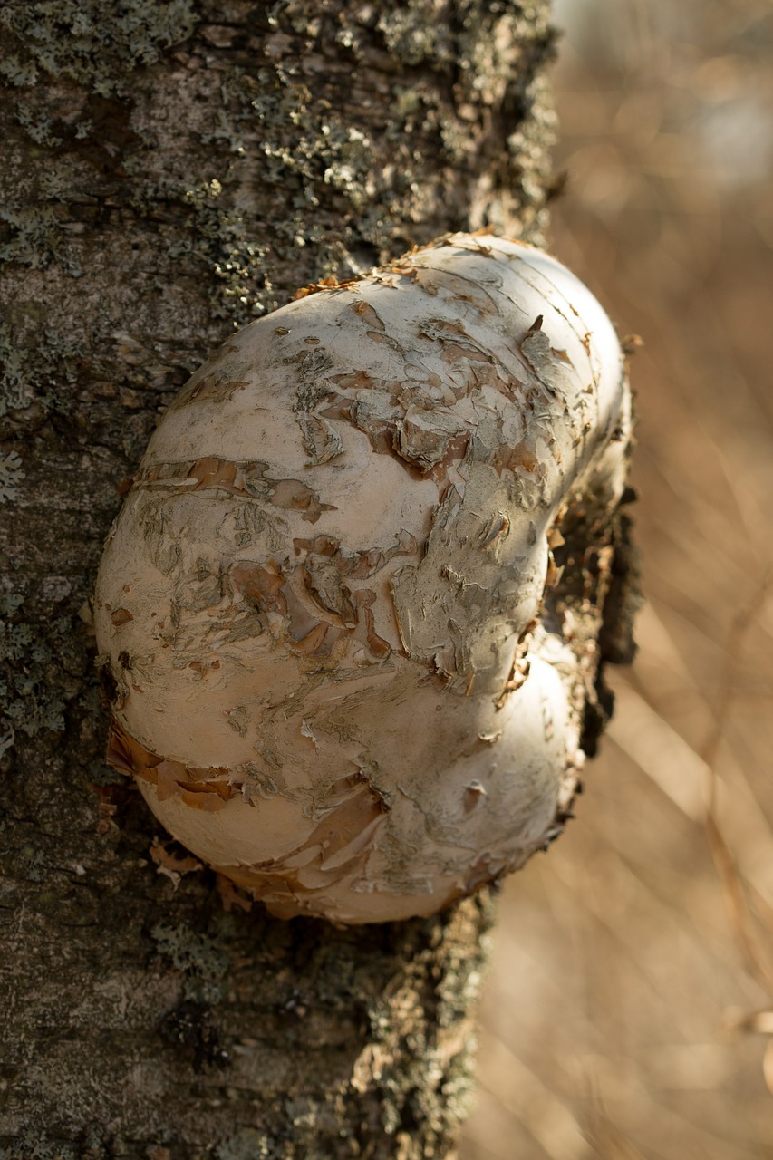 kääpä mushroom birch free photo