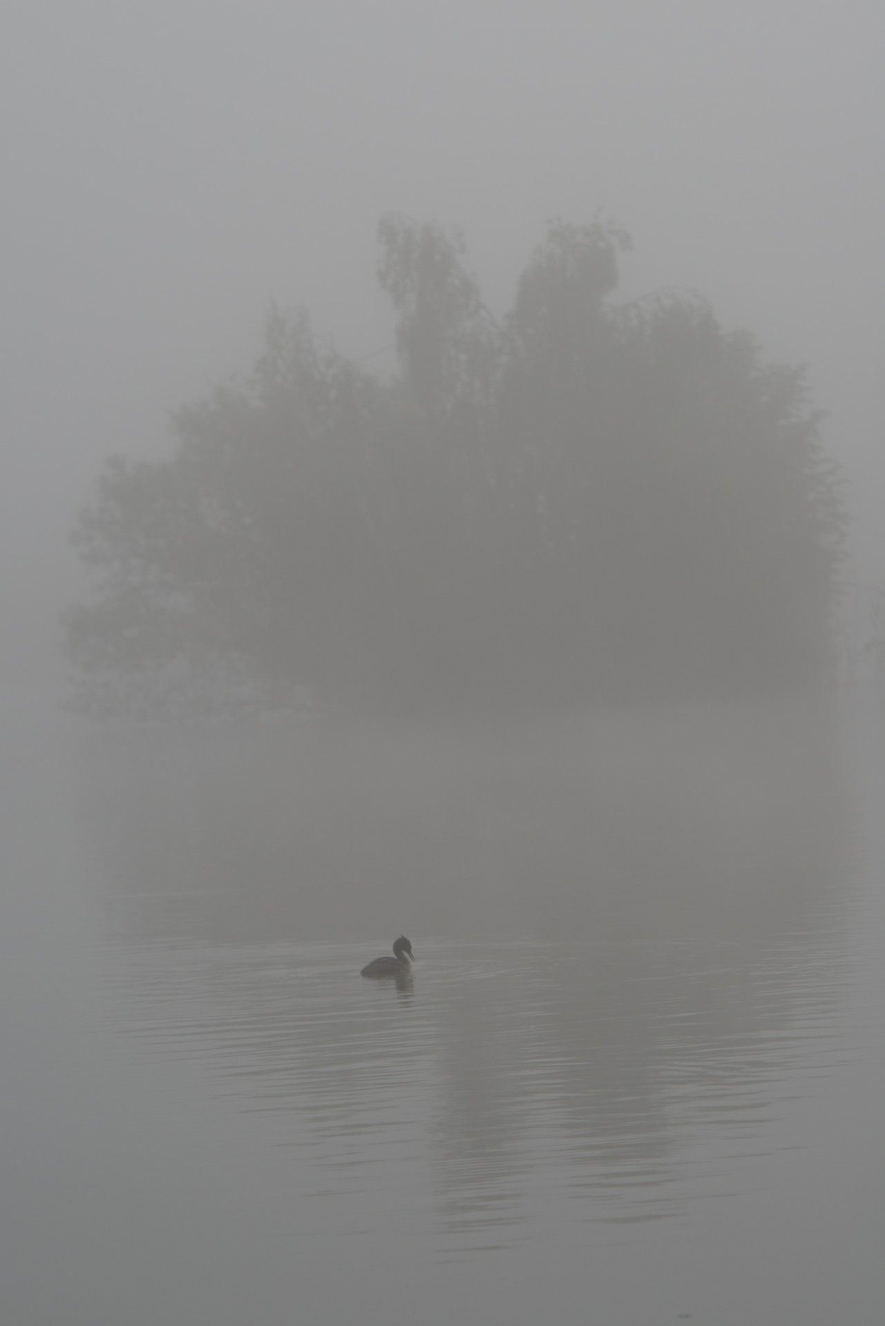 duck bird water free photo