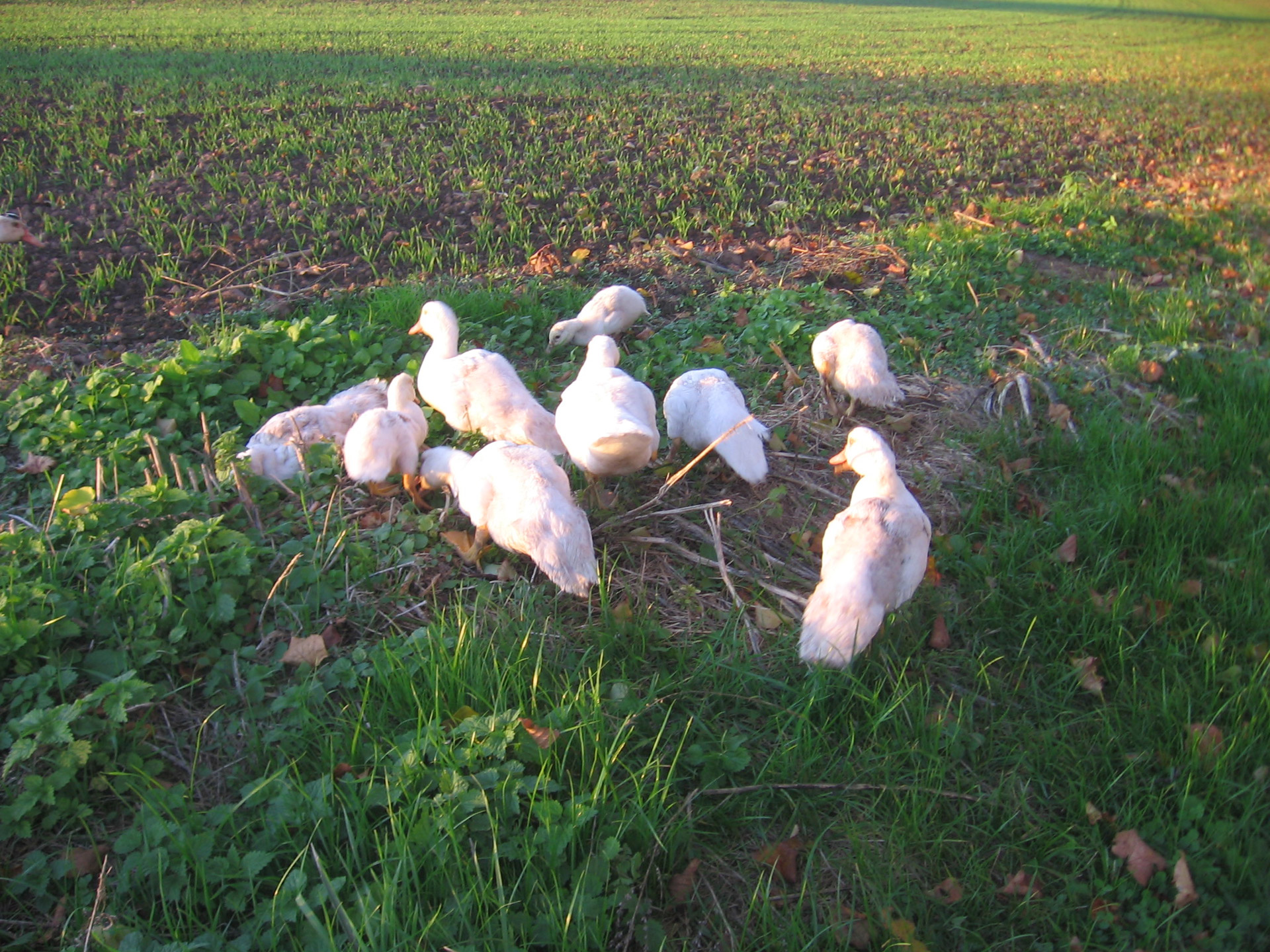 animals field autumn free photo