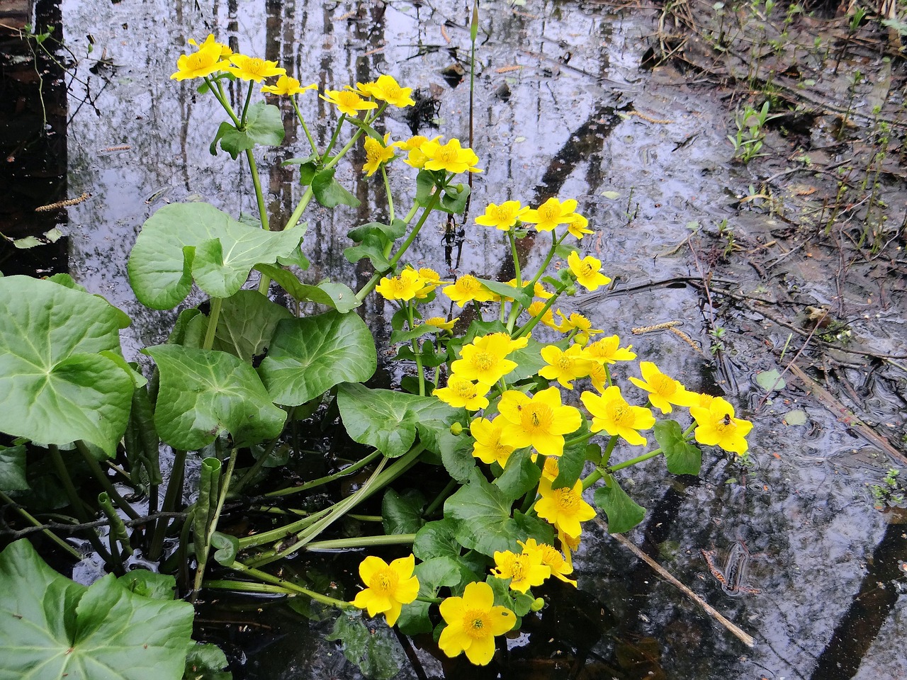 kaczeniec the prince of the swamp marsh free photo