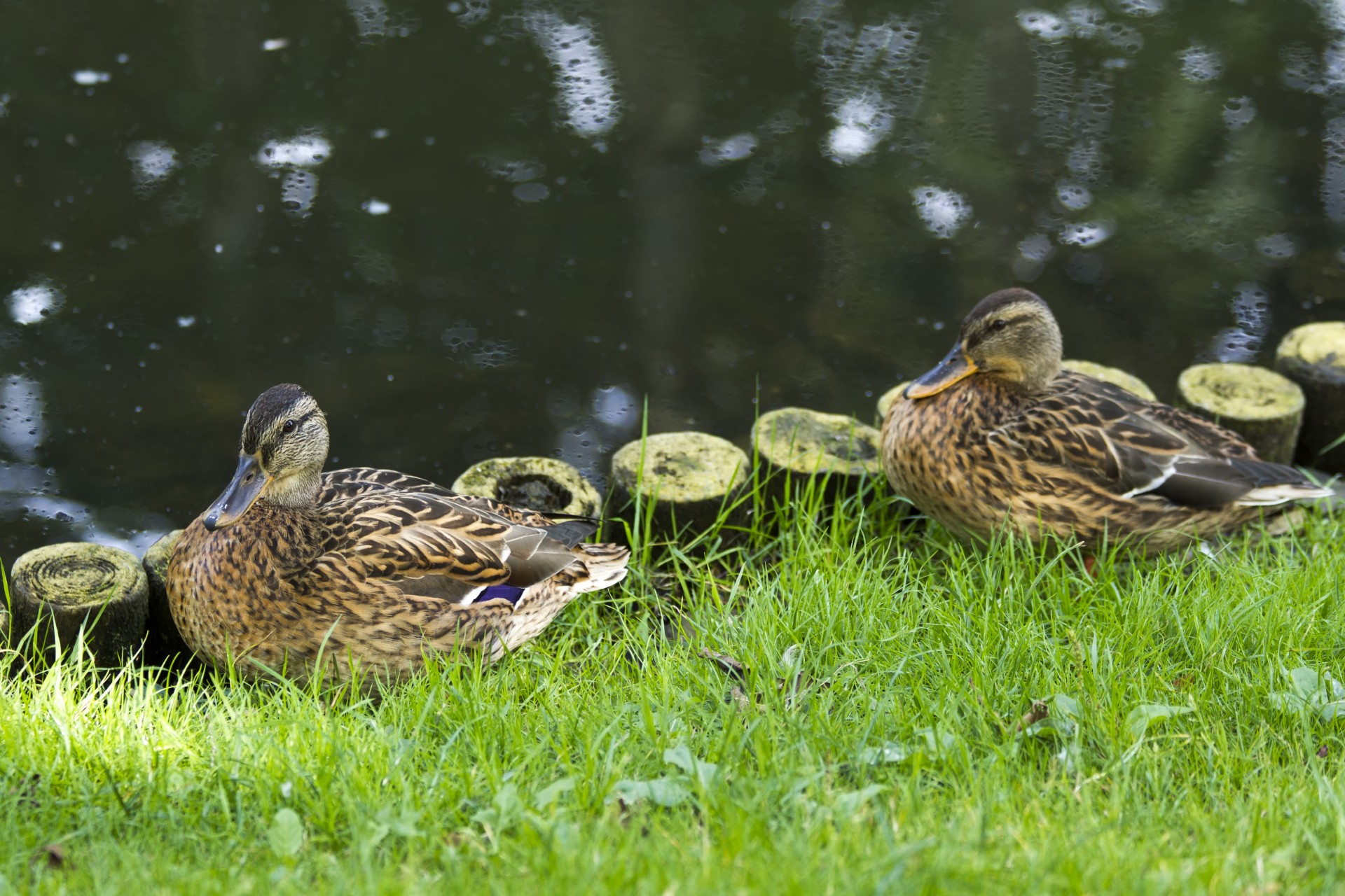 duck park water free photo