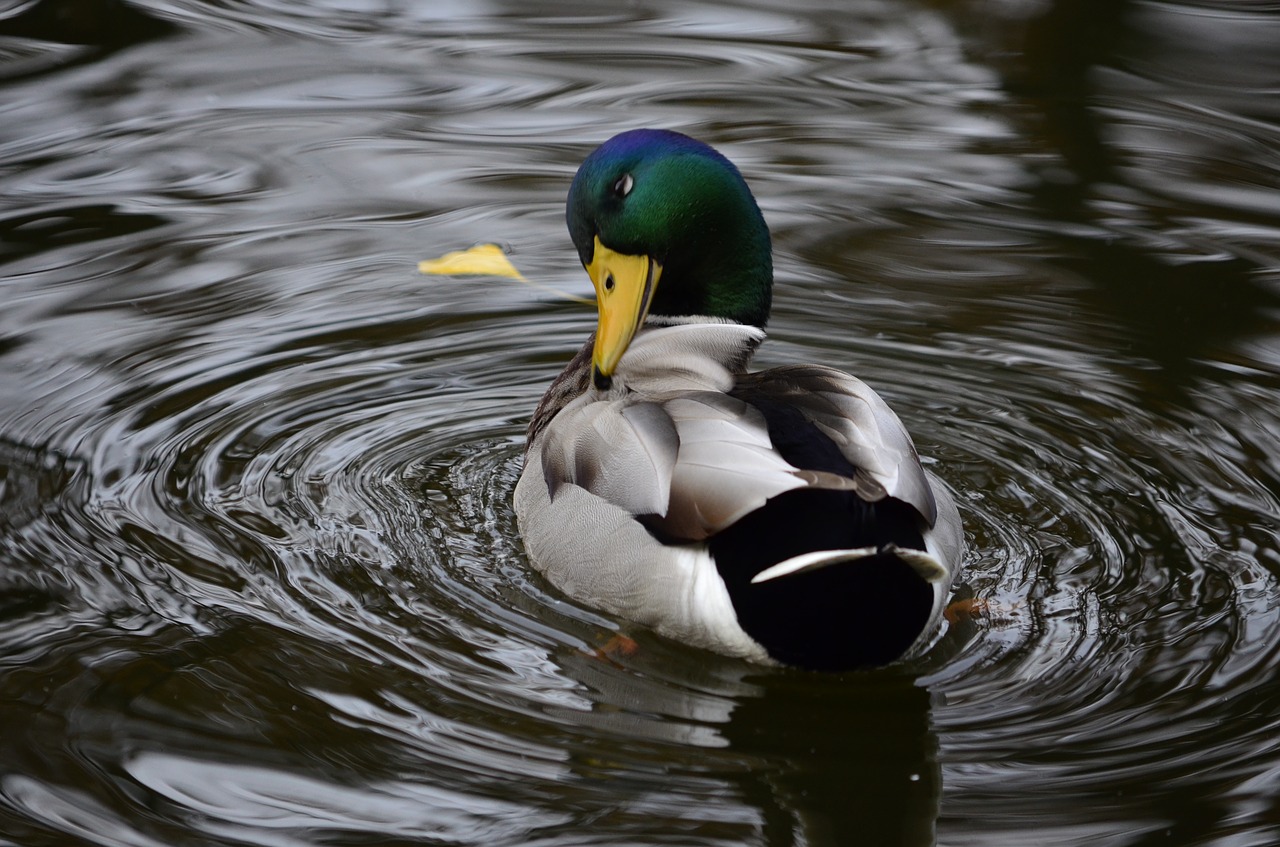 kaczor  pond  tom free photo