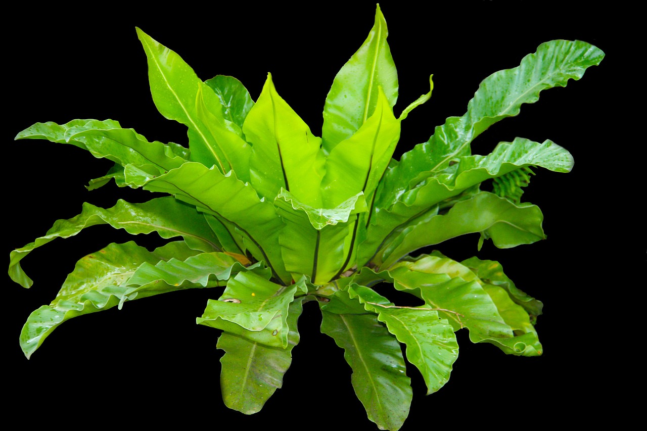 kadaka leaves fern free photo