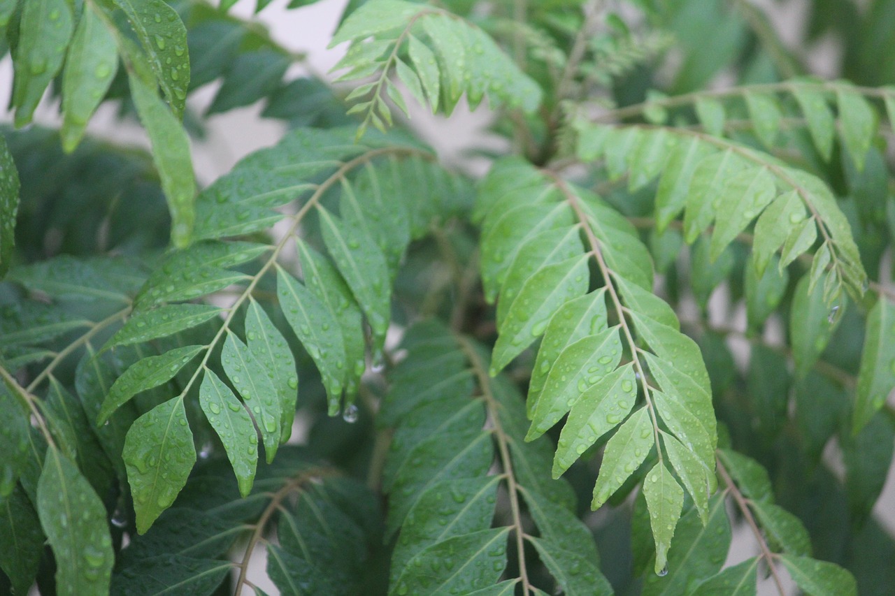 kadipatta curry leaf murraya koenigii free photo