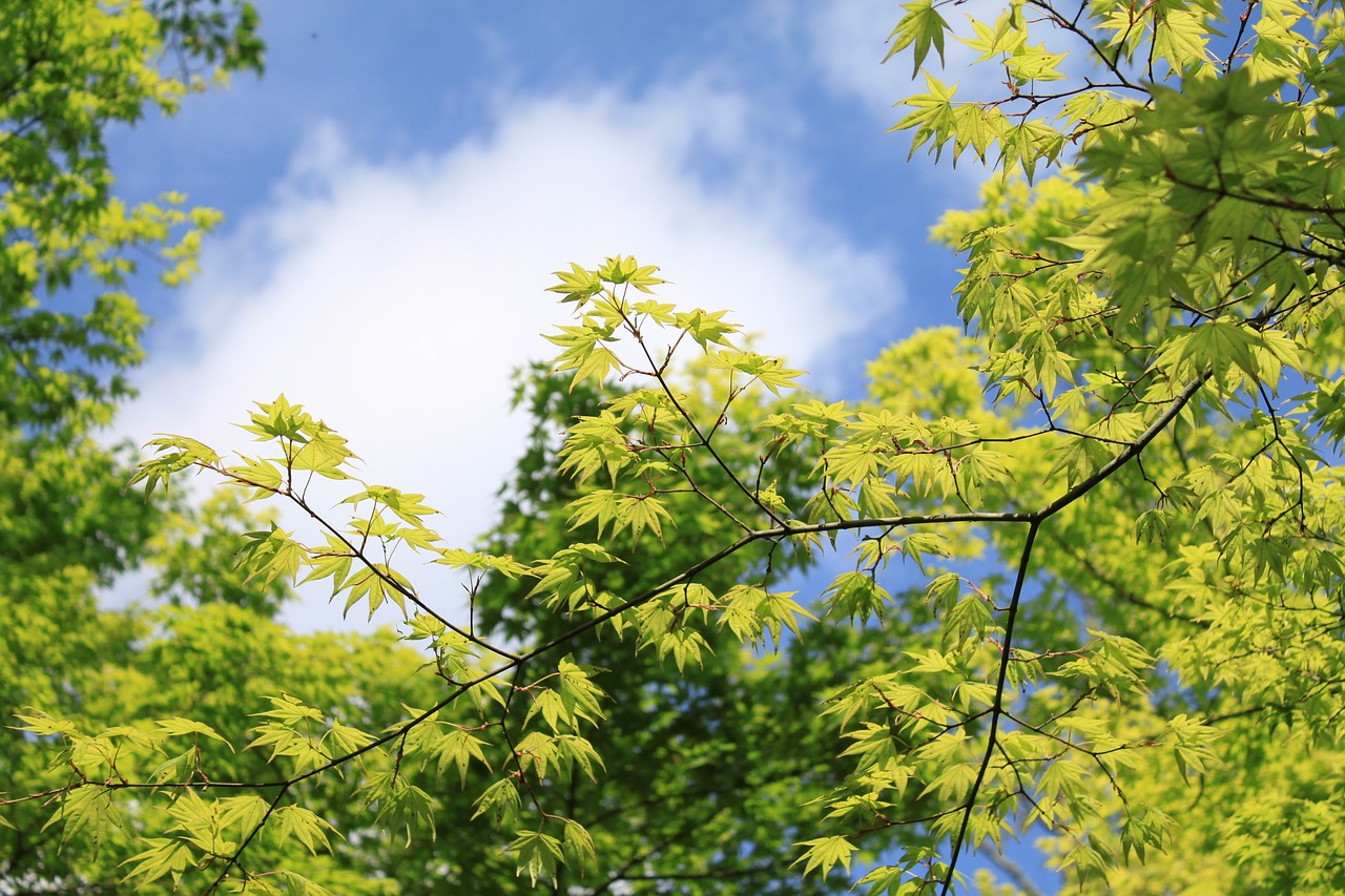 kaede maples fresh green free photo