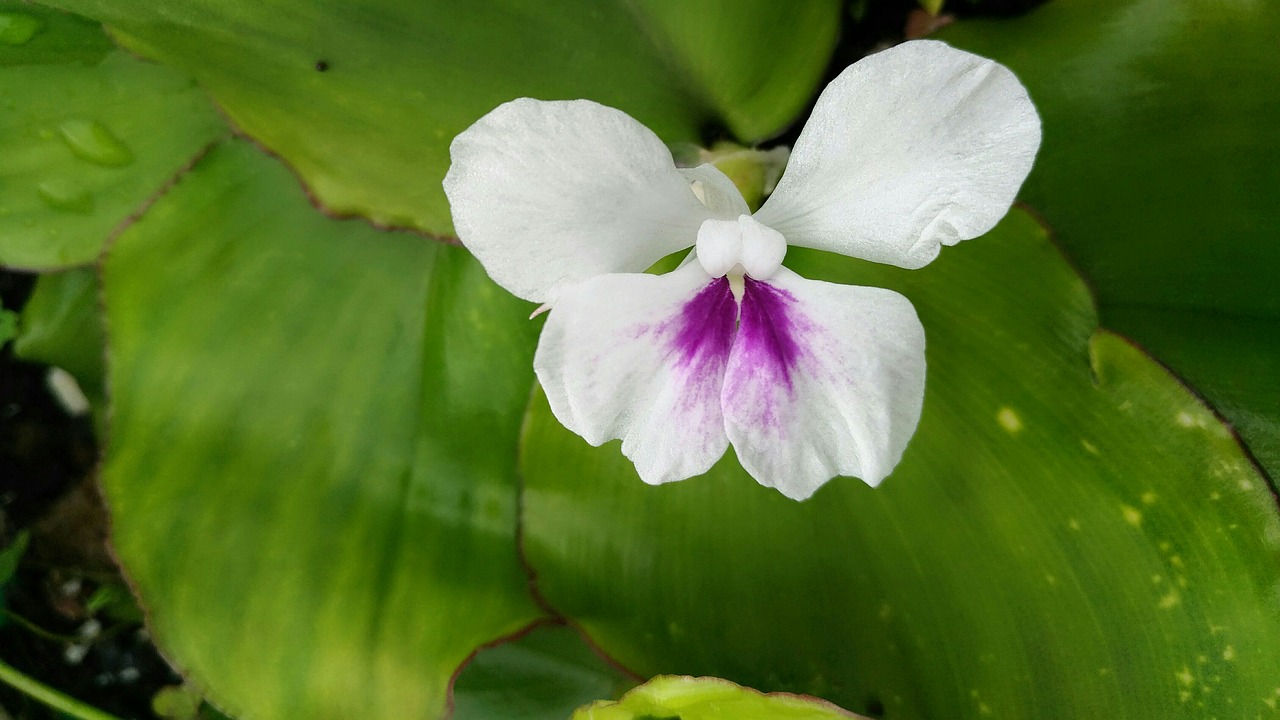 kaempferia galanga flower kencur kencur free photo