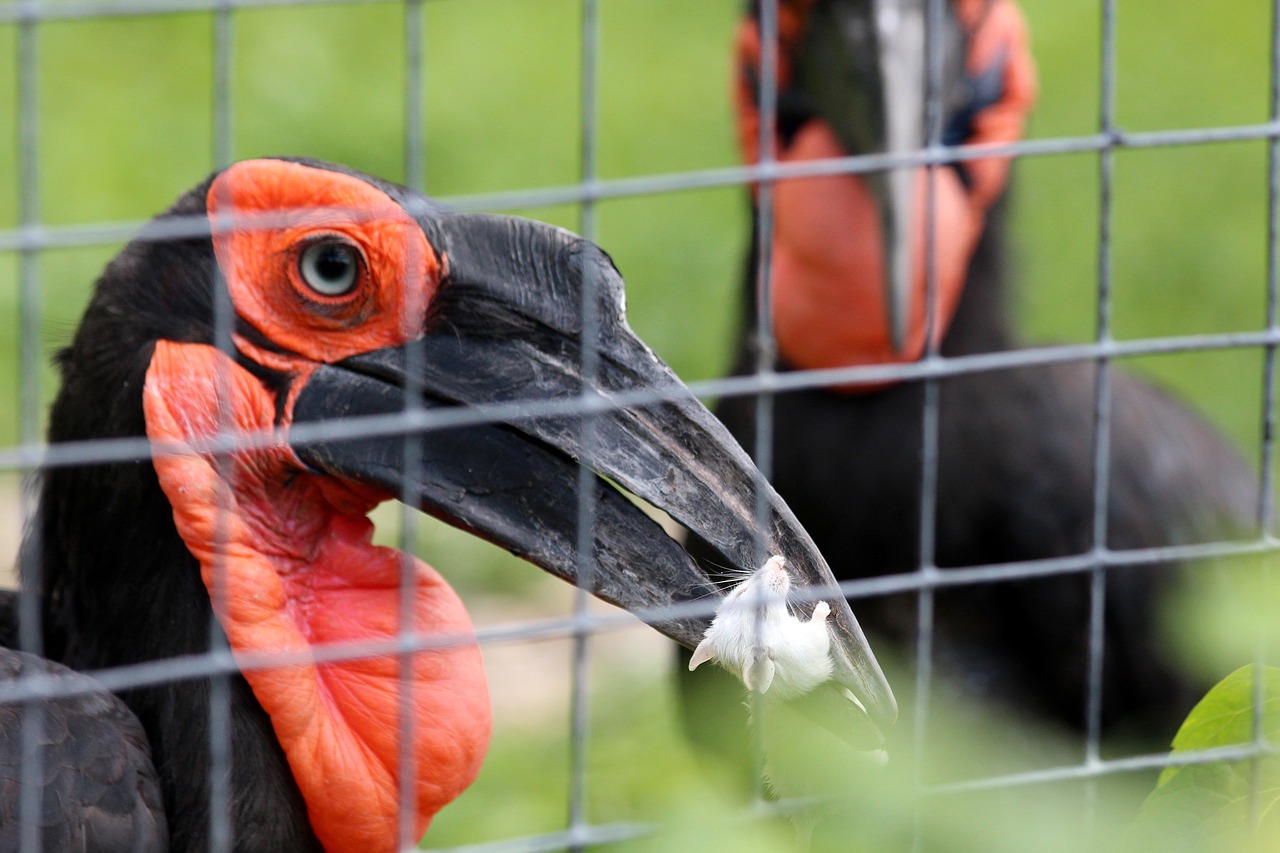 kaffir horned raven bucorvus leadbeateri raven free photo