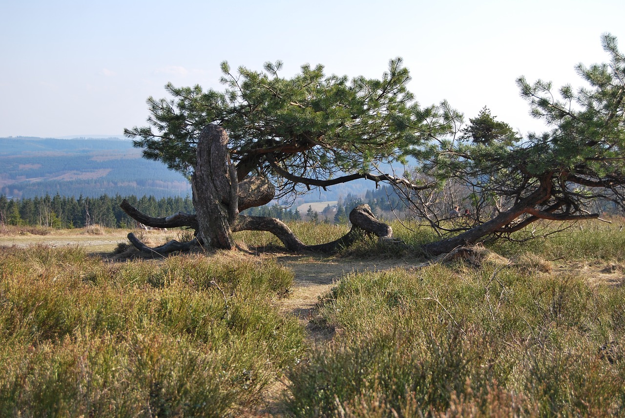 kahler asten nature tree free photo