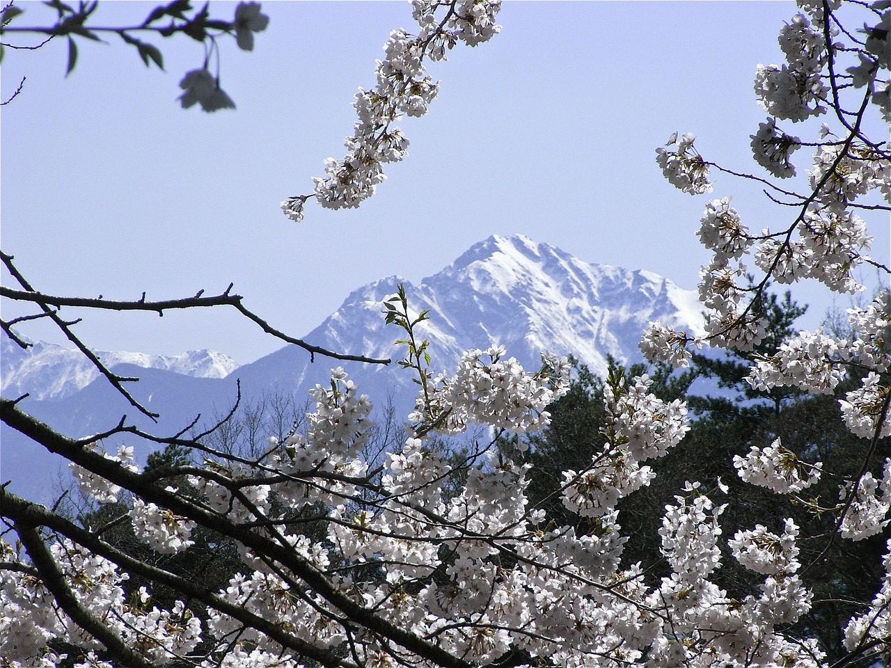 kaikomagatake cherry spring free photo