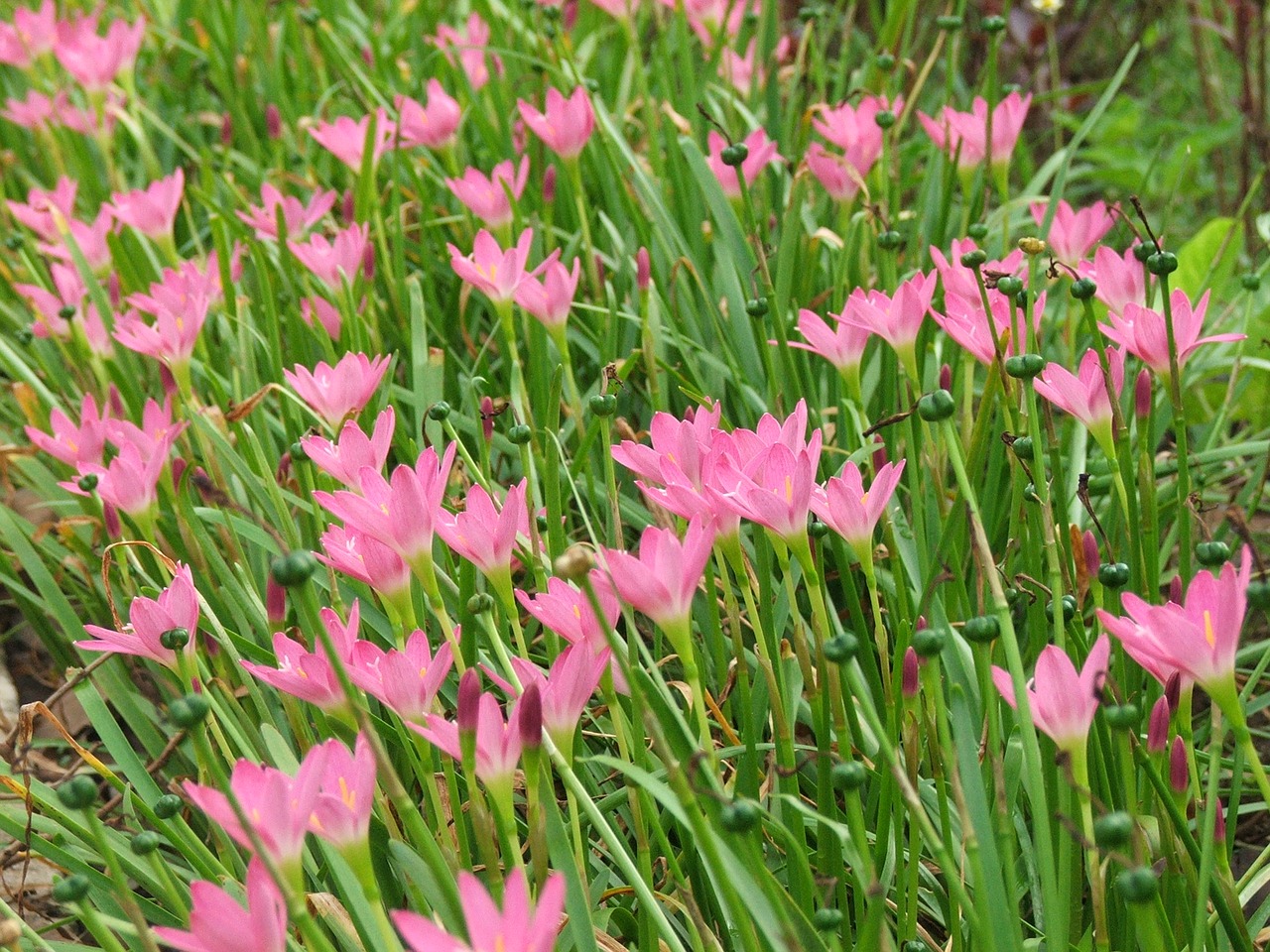 kajeaw flower thailand rain free photo