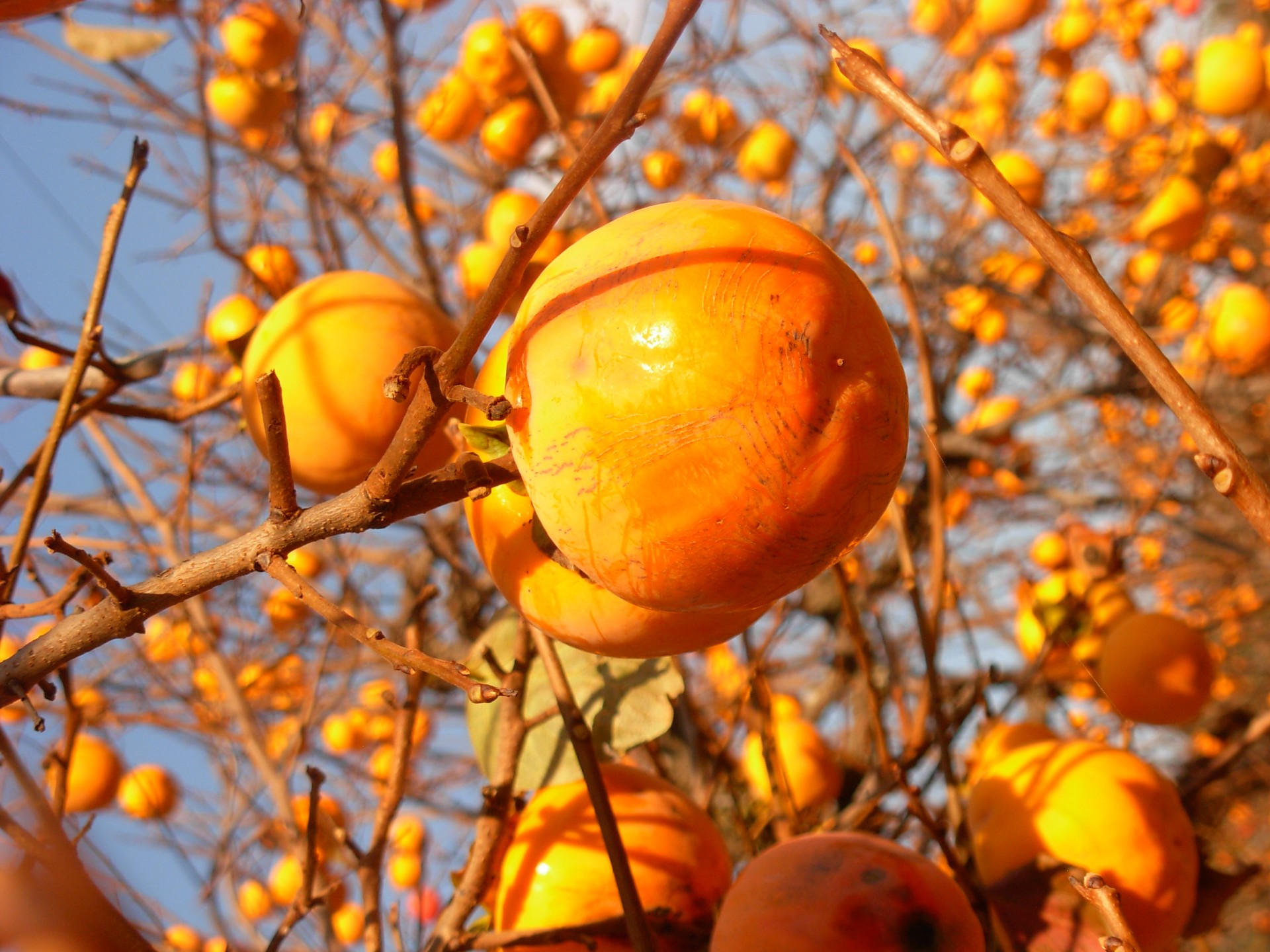 autumn fruits persimmon persimmon free photo