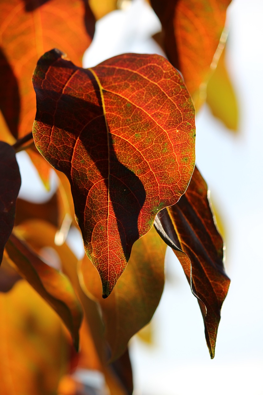 kaki leaf autumn free photo