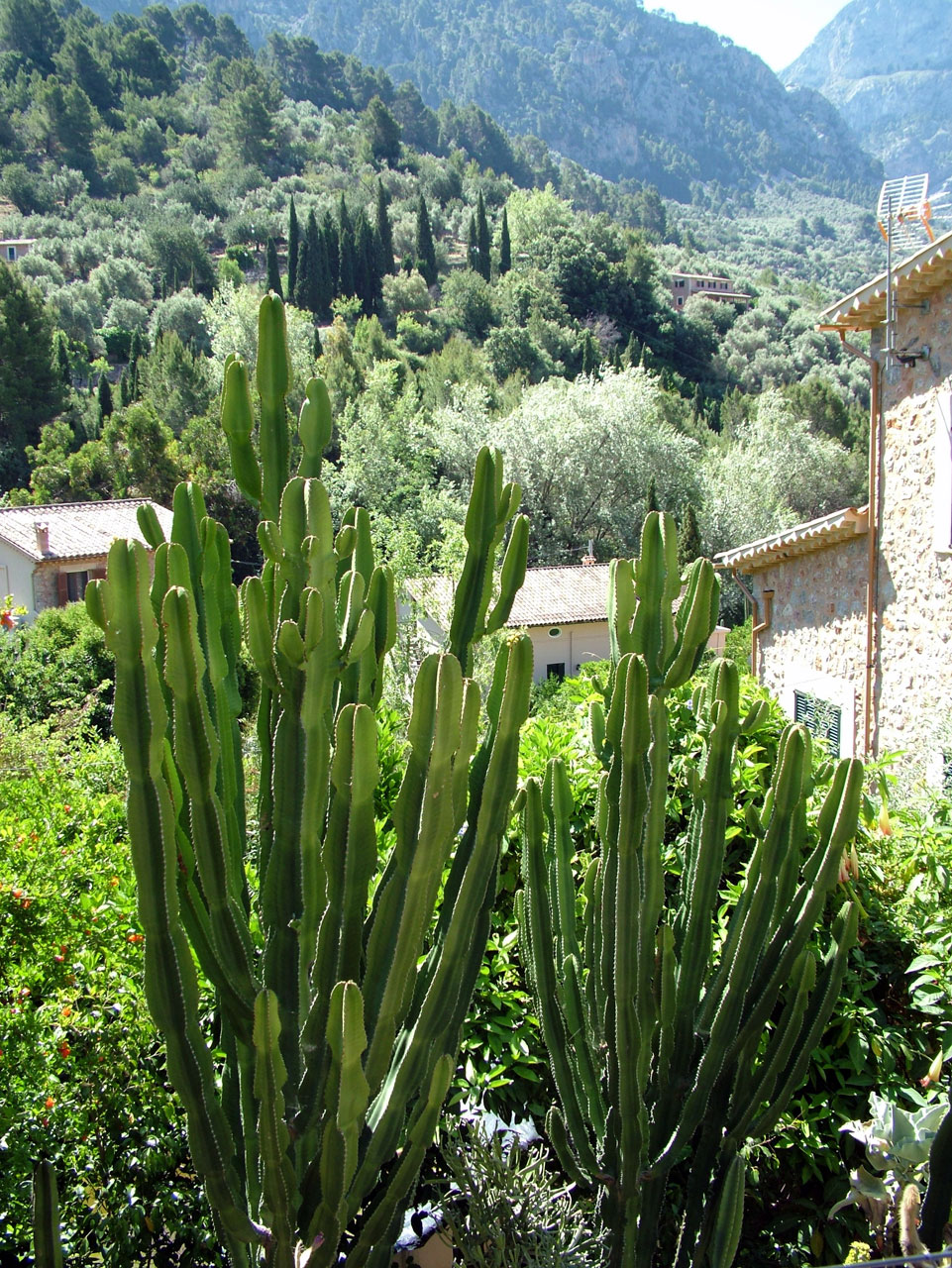 mallorca cactus holiday free photo