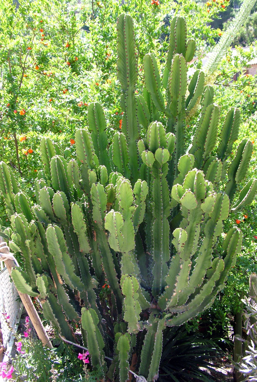 cactus green mallorca free photo