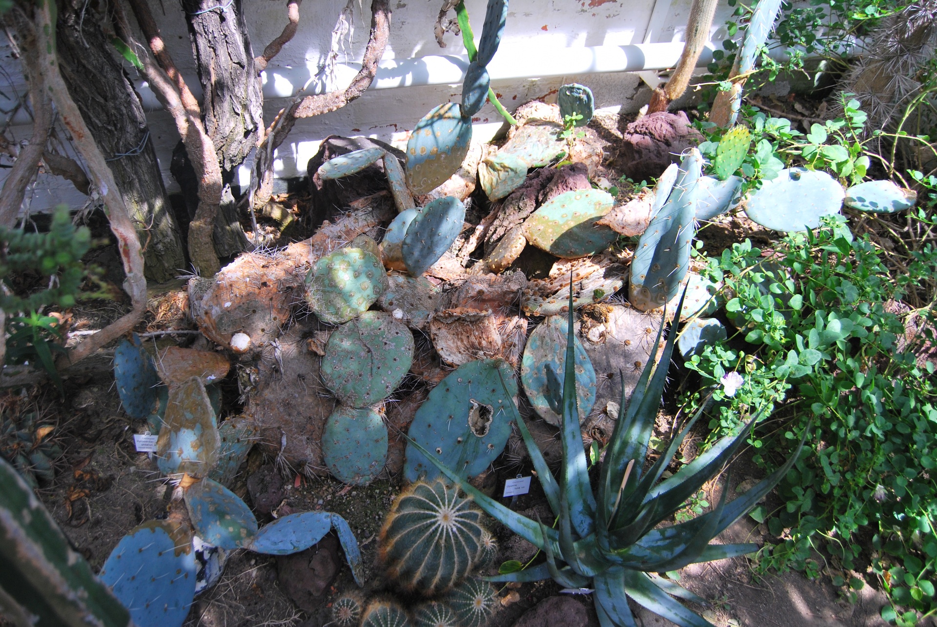 cactus botany plant free photo