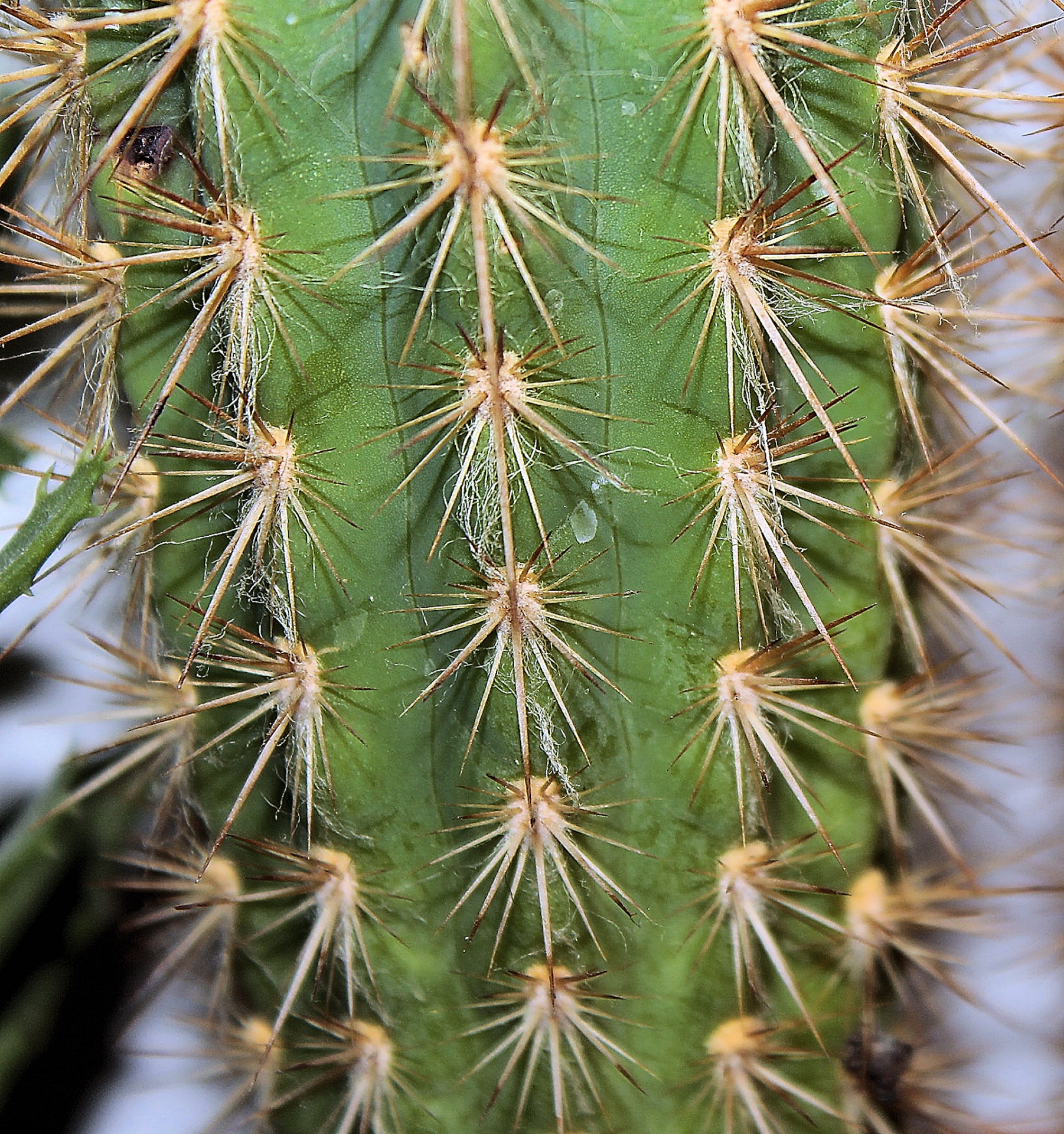 cactus thorn plant free photo