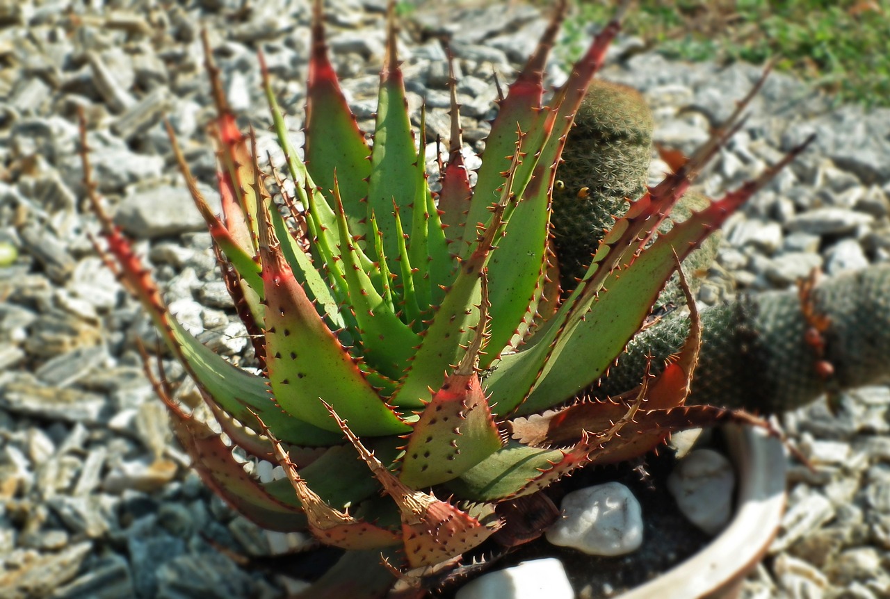 kaktusowate nature succulents free photo