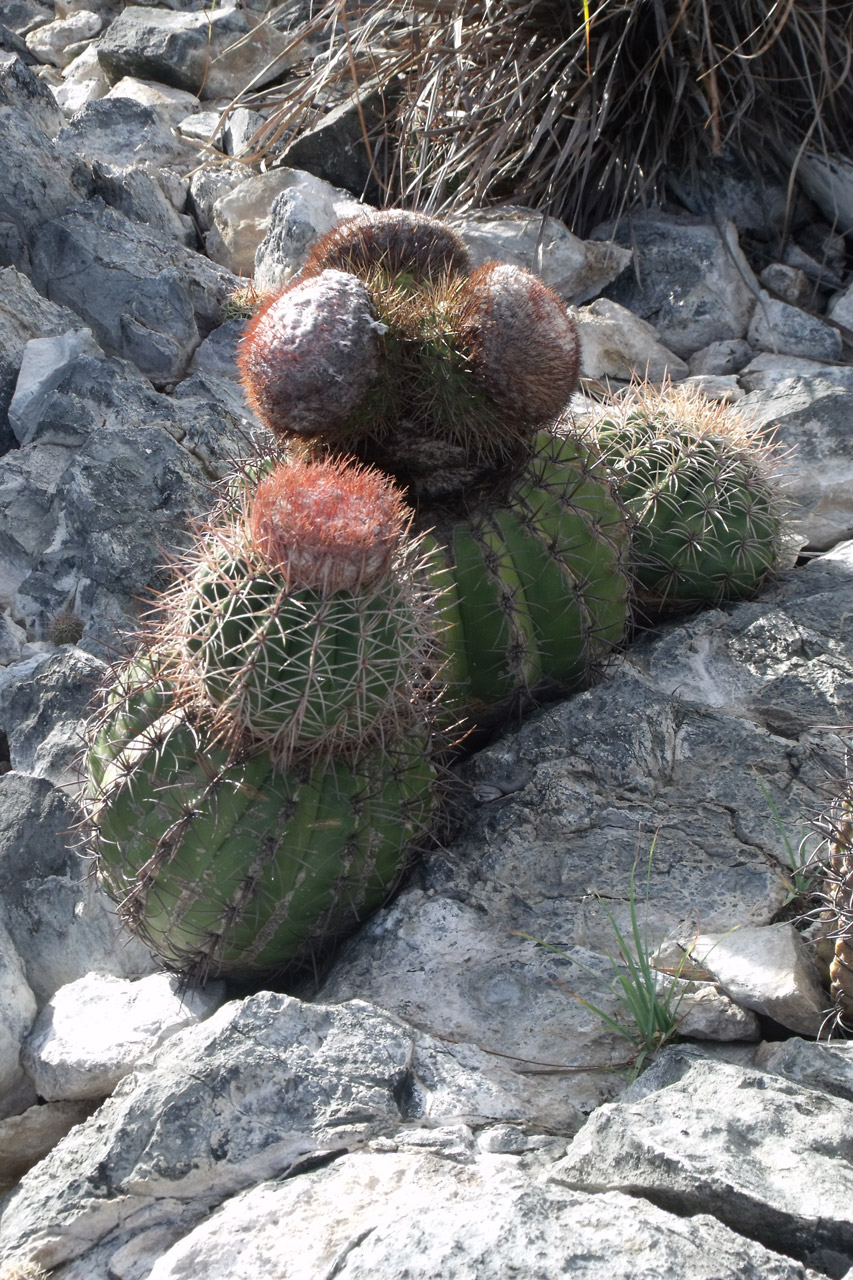 venezuela cactus rocks free photo