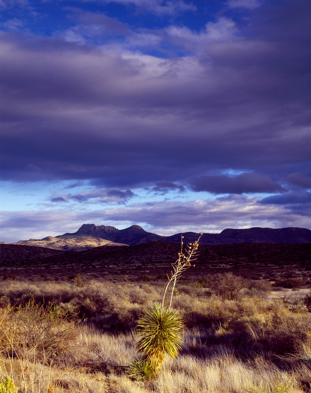cactus desert texas free photo