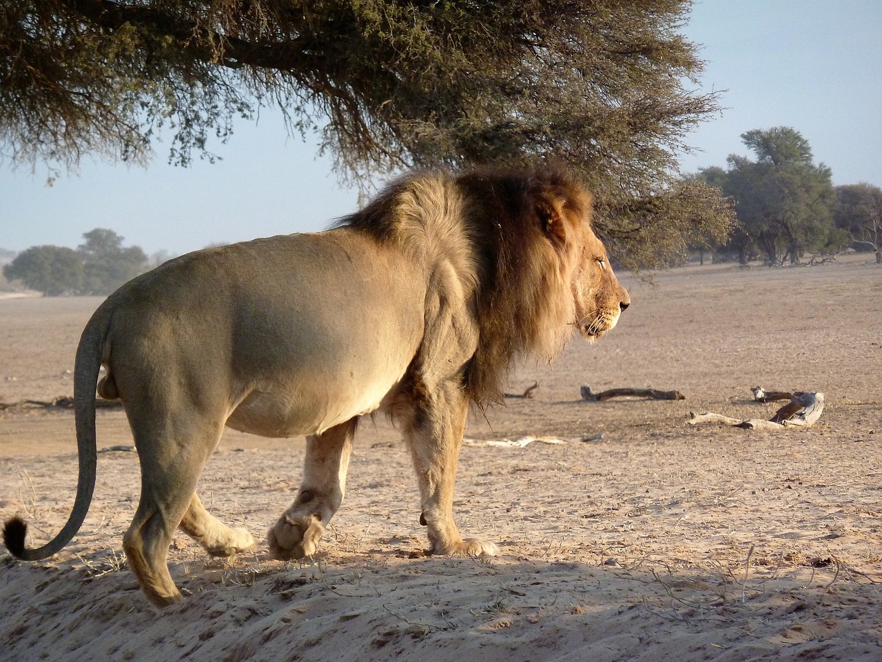 kalagadi lion south free photo