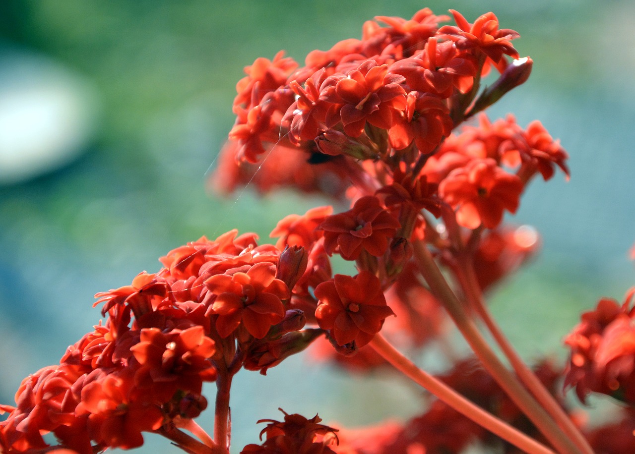 kalamanchoe little flowers pot plant free photo