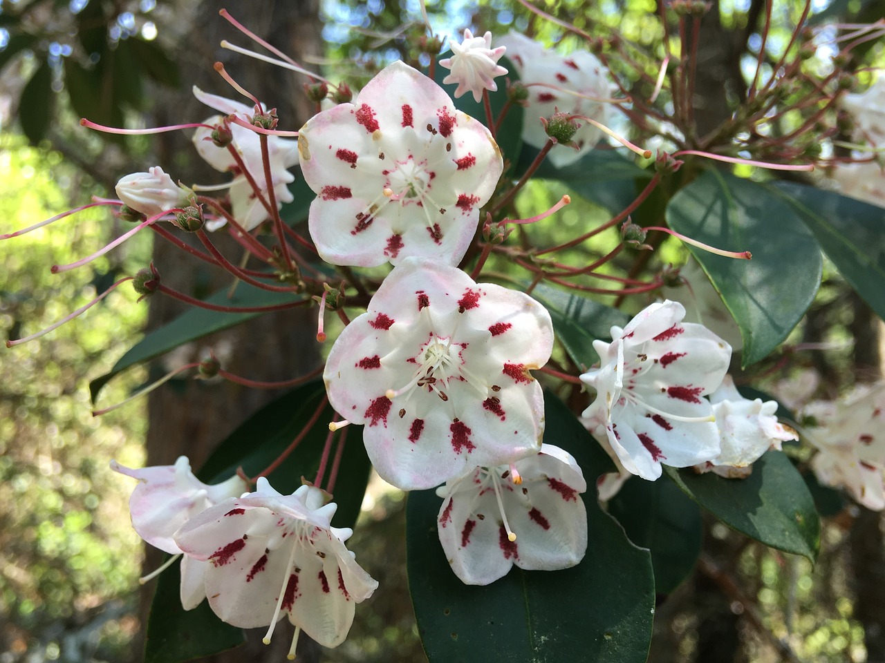 kalamia  flowers  white and pink free photo